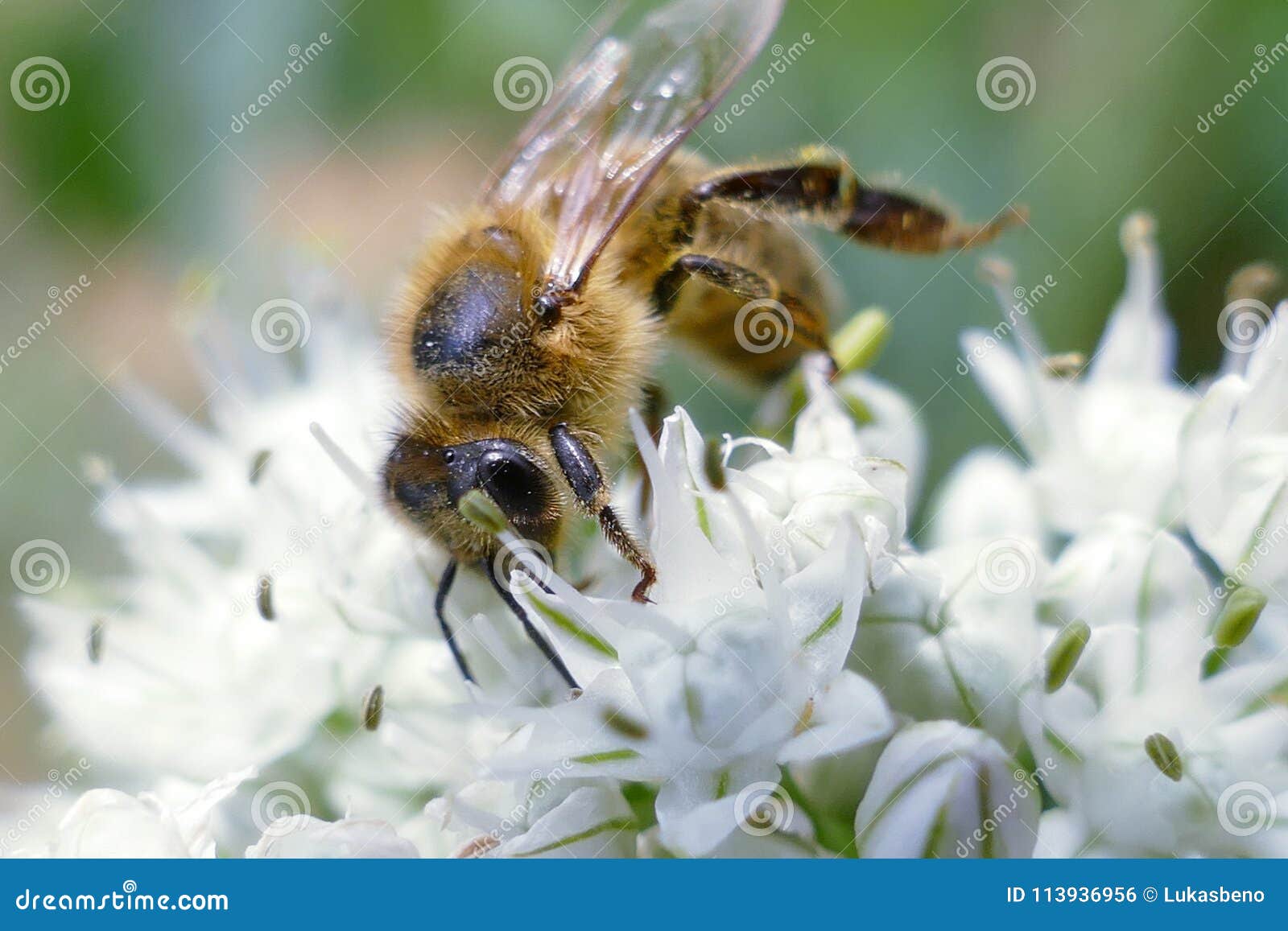 close up of honey bee pollinating flower in the garden. detail view of european honeybee pollinate flower on summer time