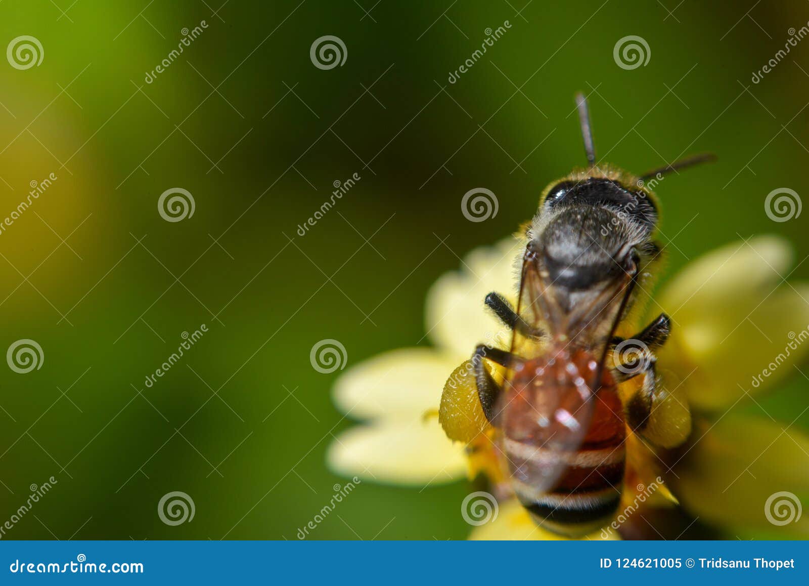 Close Up Honey Collecting Honey Stock Image Image of bloom, animal