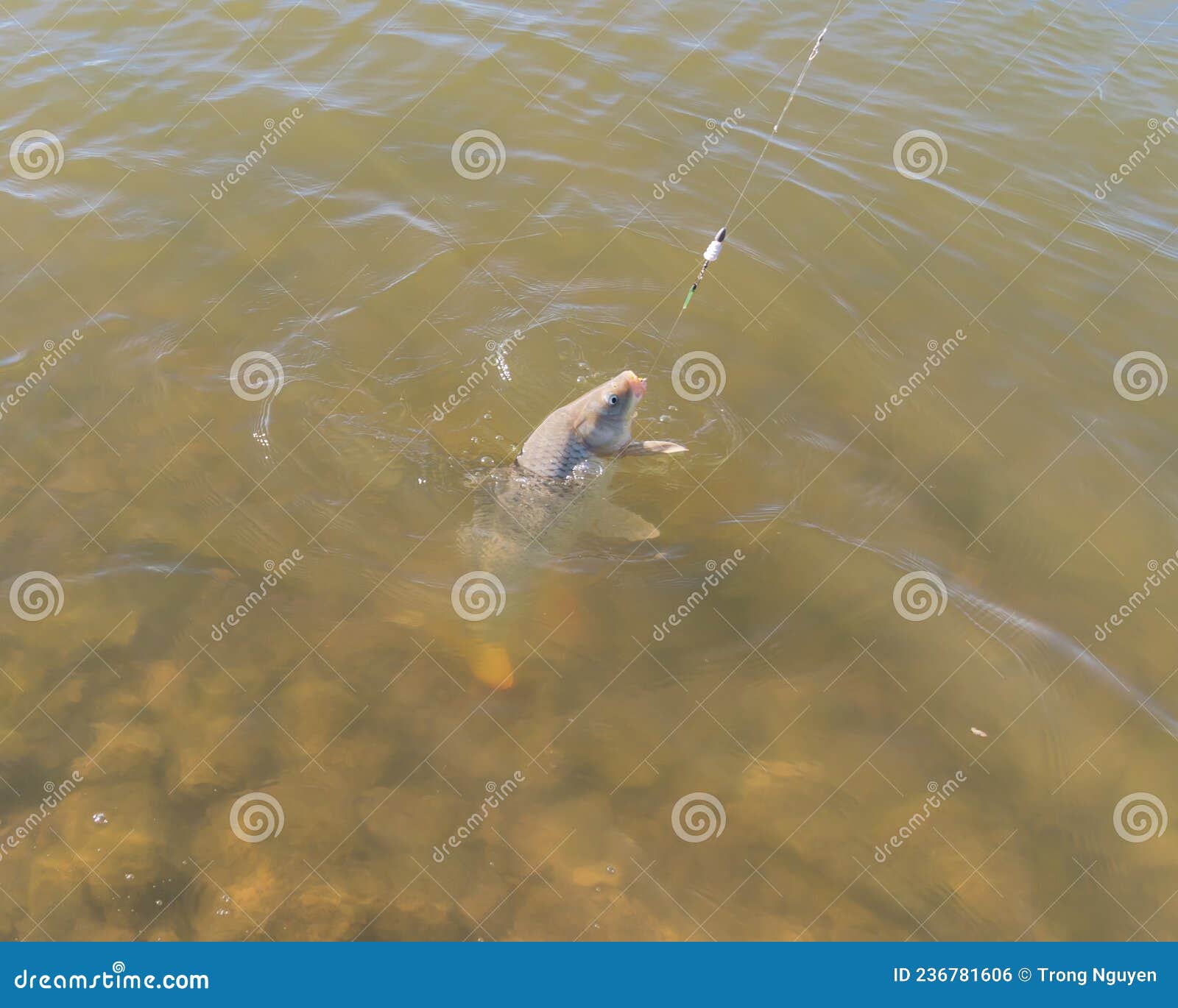 Common Carp Caught from a Crystal Clear with Rock on Bottom Lake