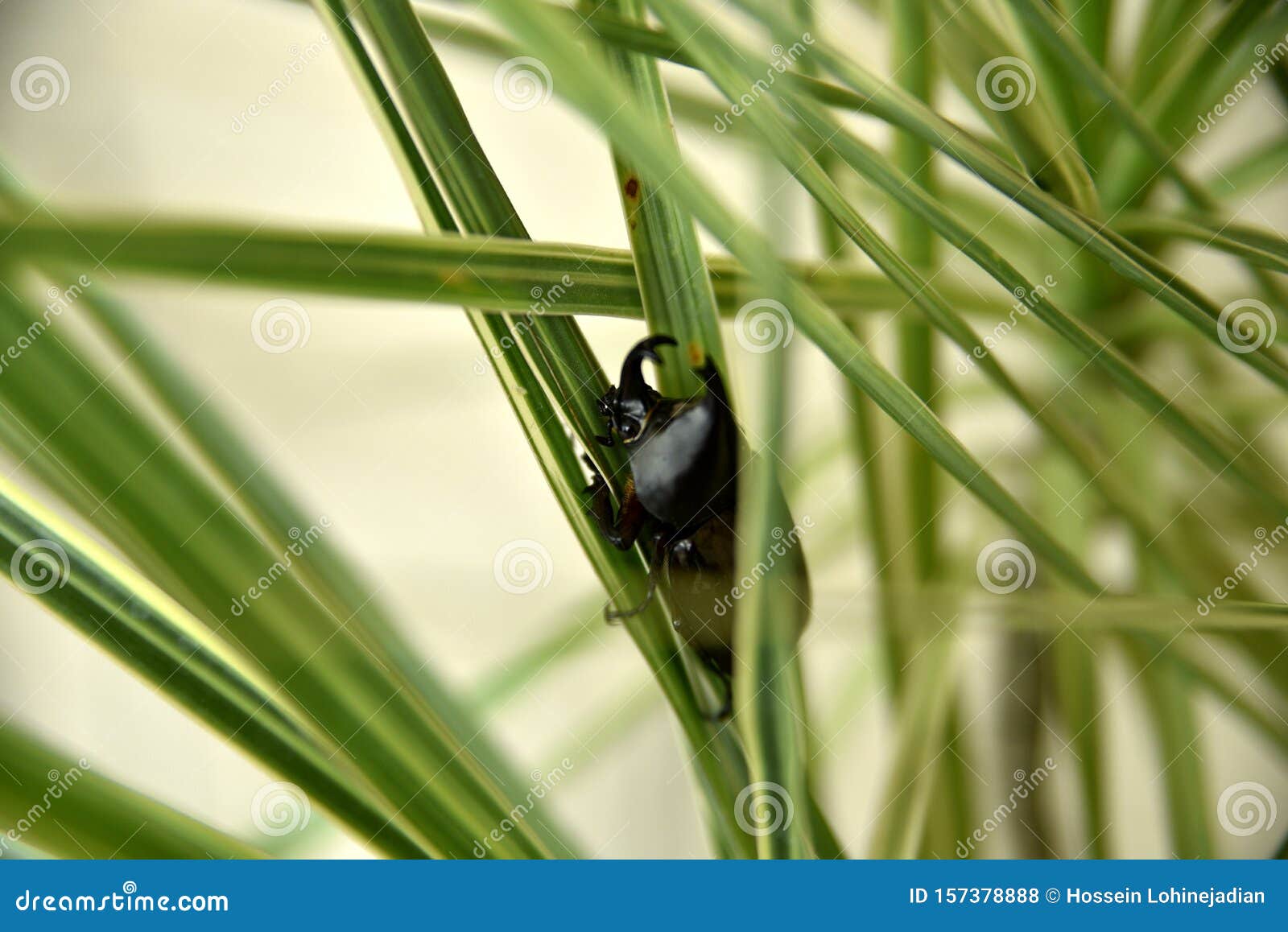 Closeup Horn Nosed Beetle on the Tree, Philippines Stock Photo Image