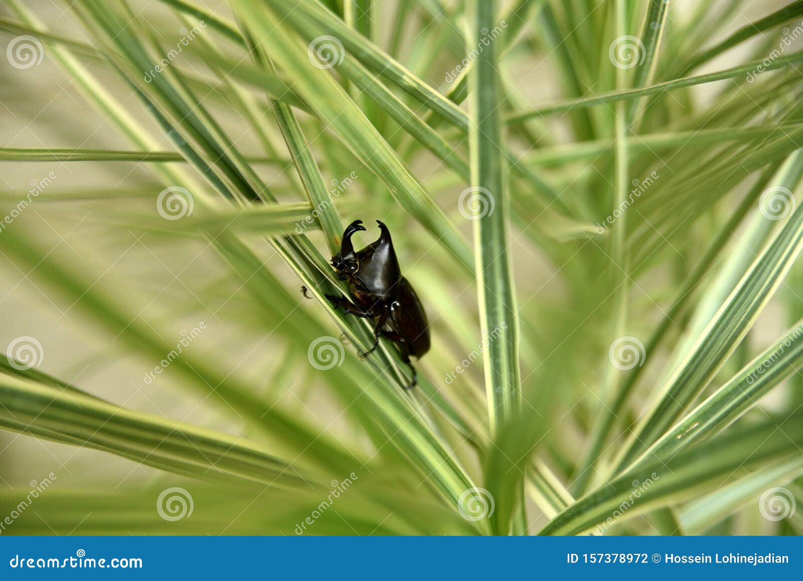 Closeup Horn Nosed Beetle on the Tree, Philippines Stock Photo Image
