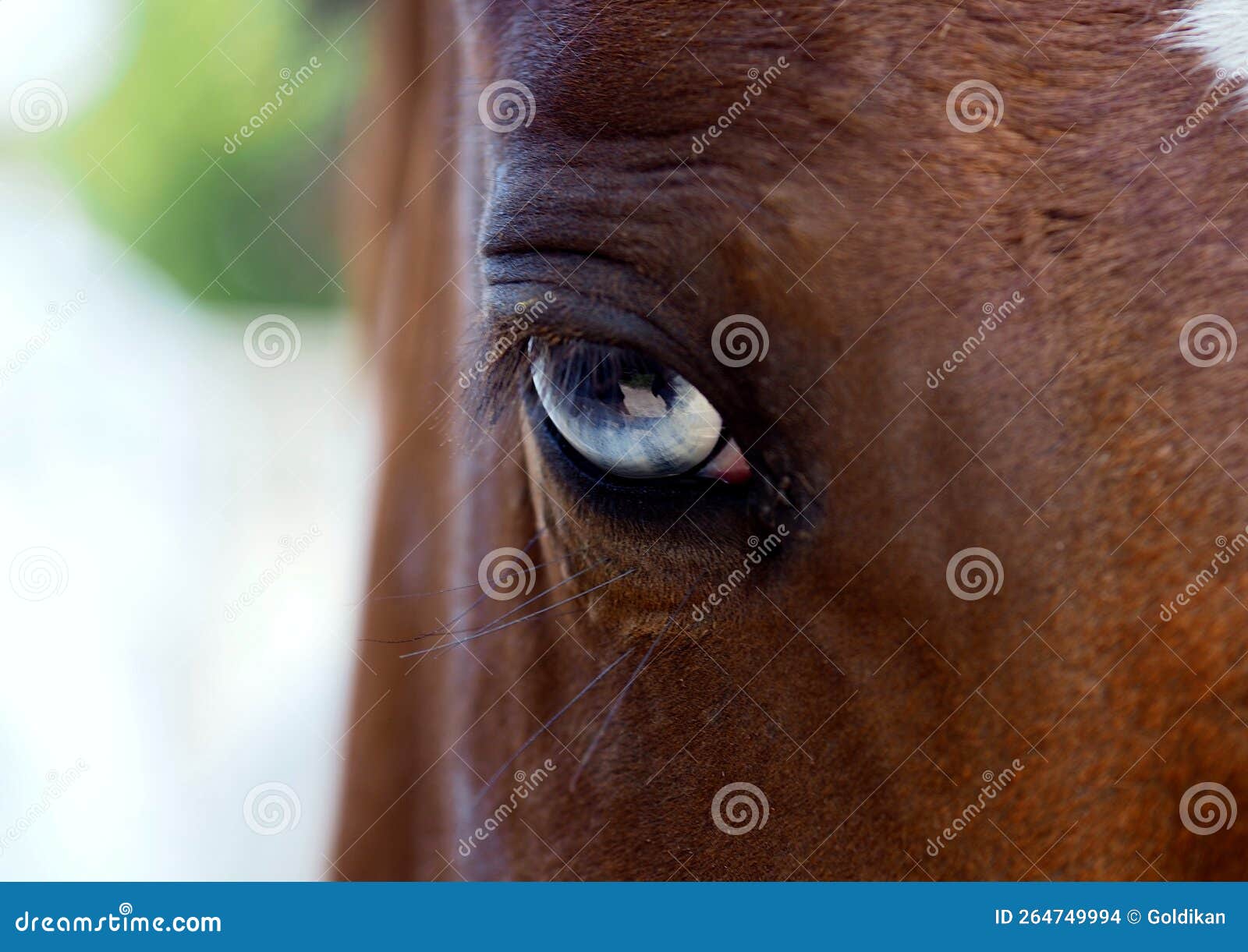 Closeup of a Horse with Blue Eyes Stock Photo Image of unusual
