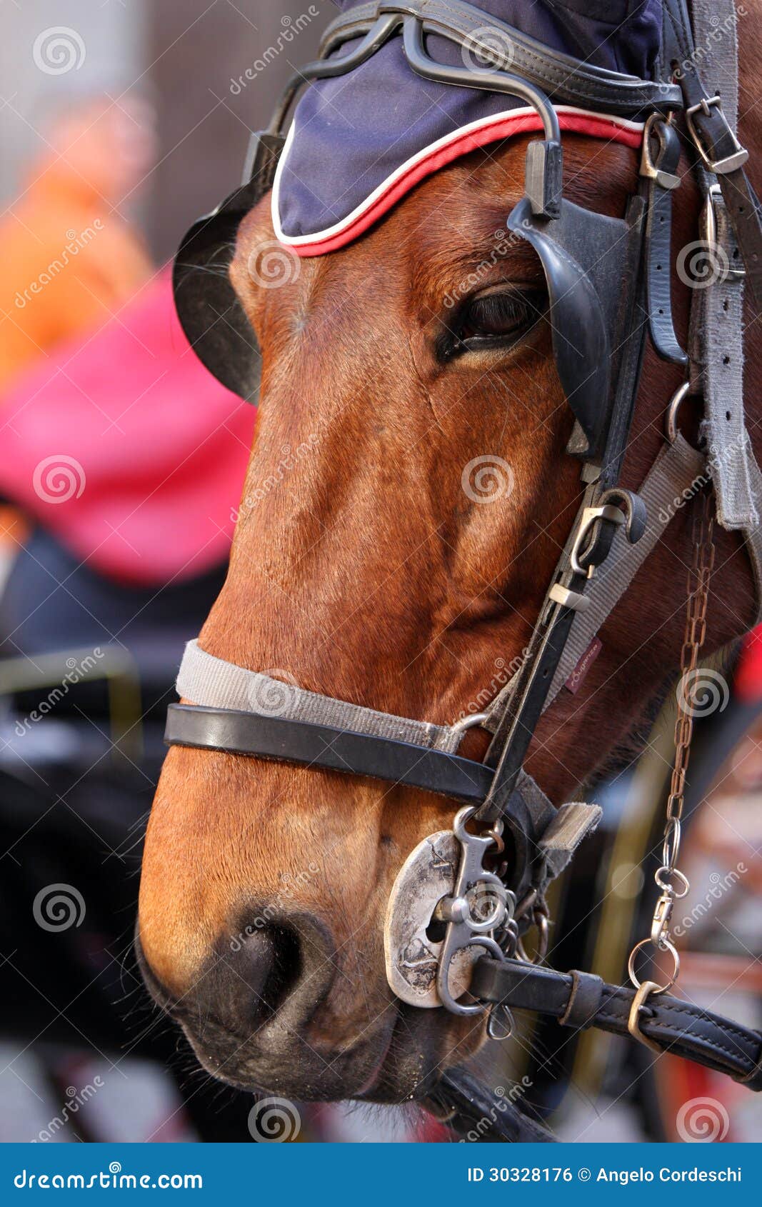 Closeup of a Horse in the City Editorial Photo Image of close