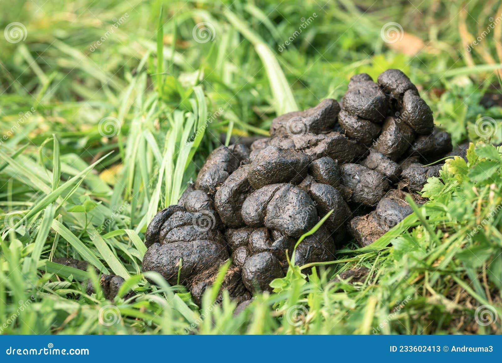 Horse dung on the grass stock image. Image of ground 233602413