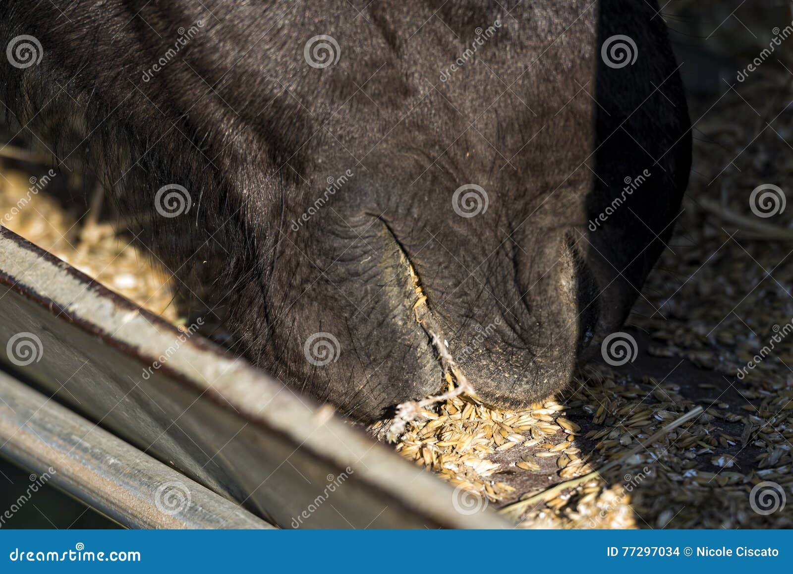 Close Up of a Horse Eating Breakfast Stock Photo Image of black