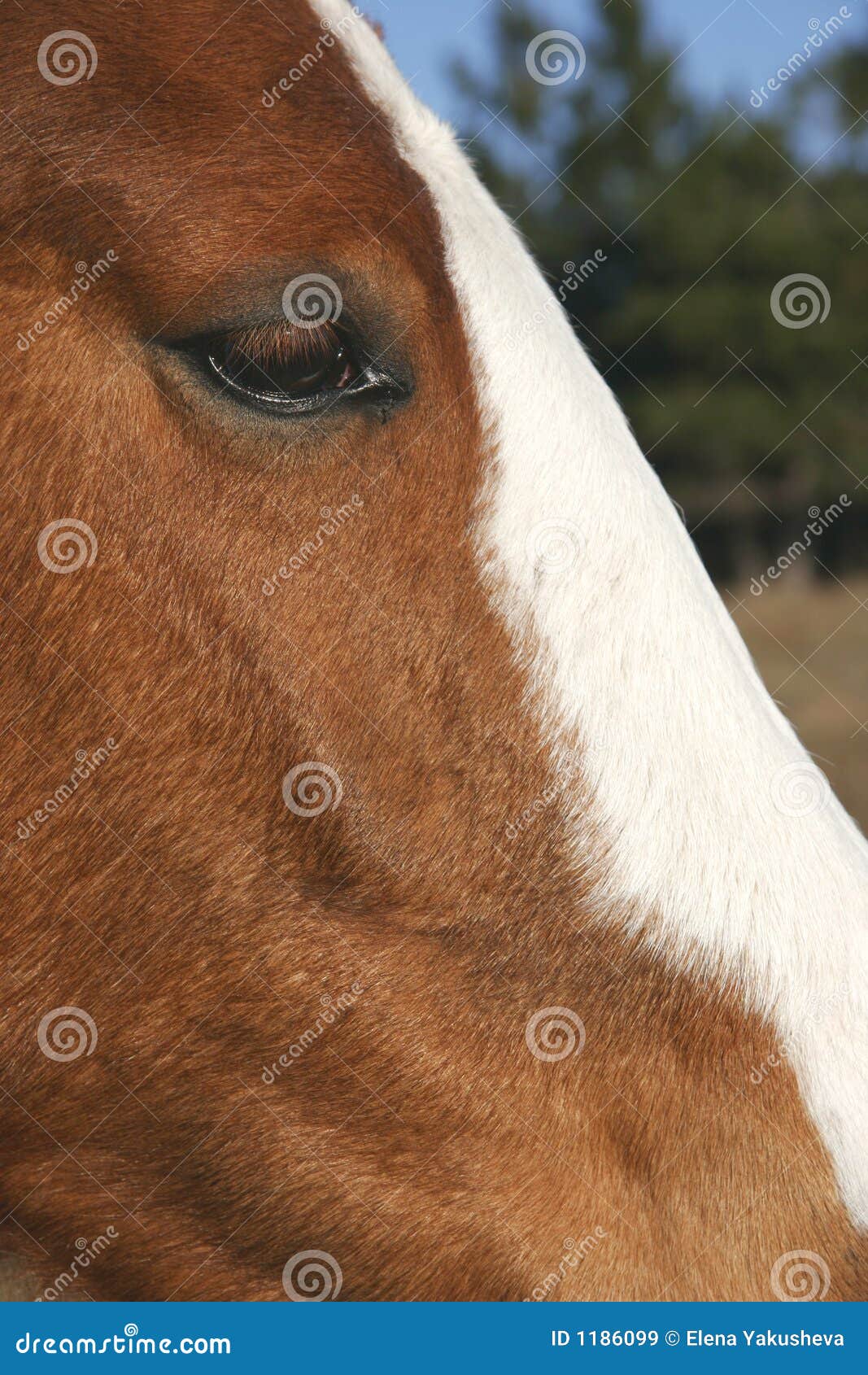 Close up of horse head stock image. Image of elegance 1186099