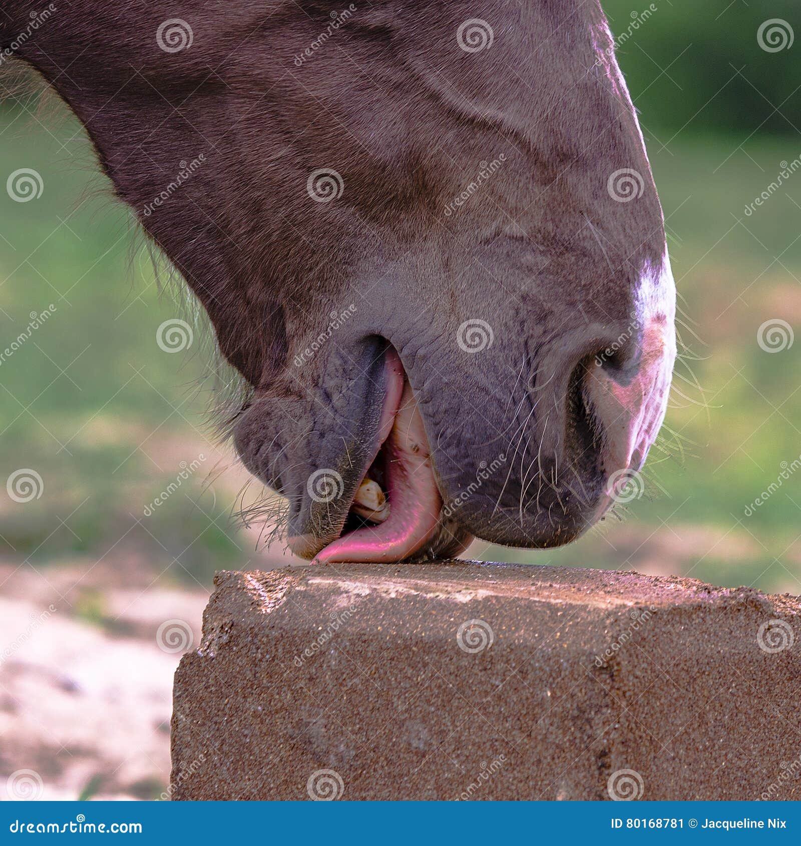 Horse Licking