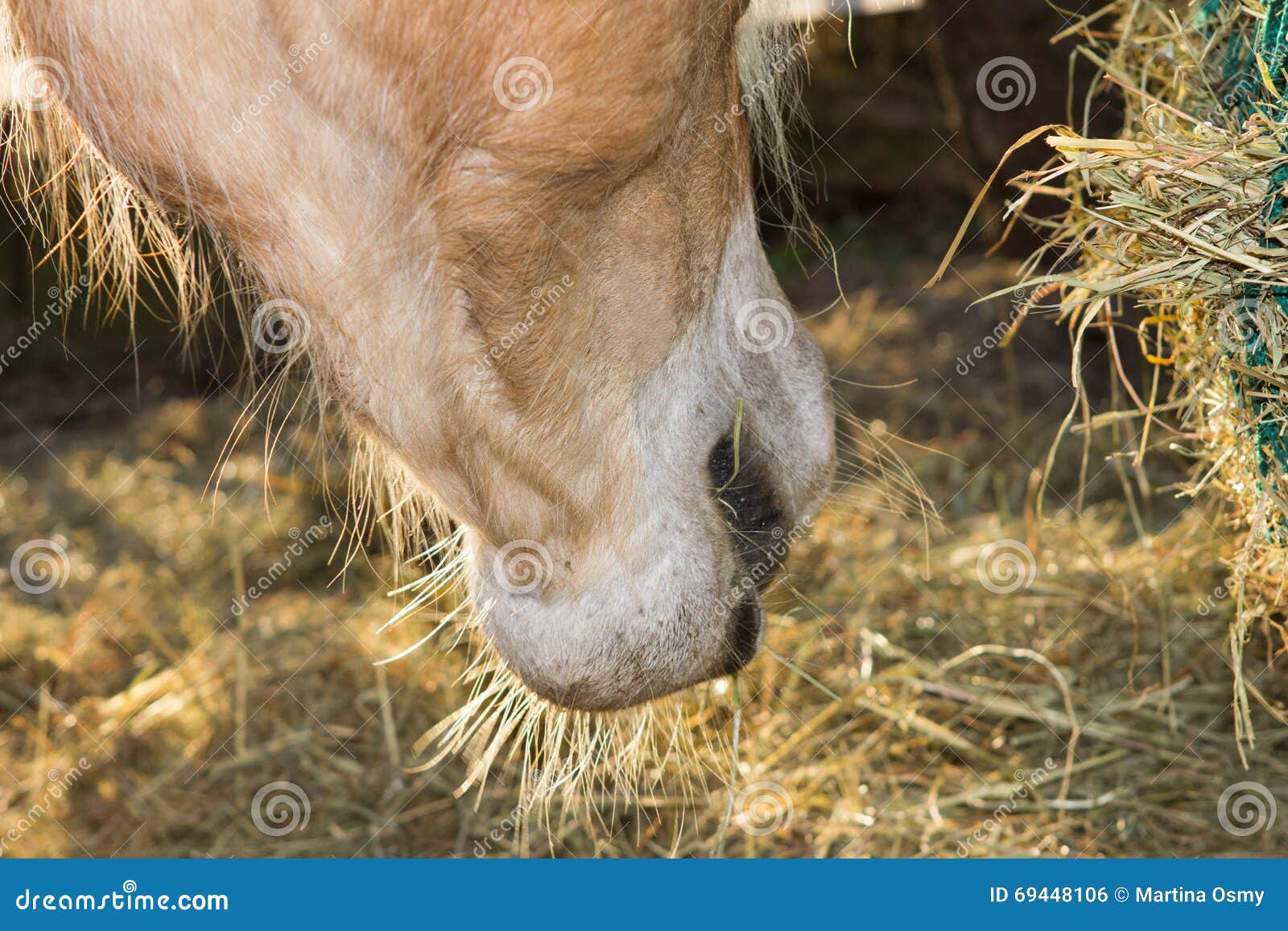 Close Up of the Horse Mouth Eating Hey Stock Photo Image of forage