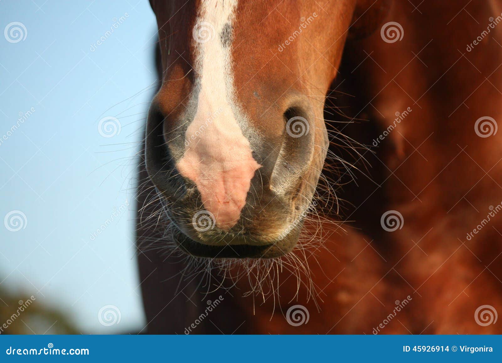 Close up of horse nose stock photo. Image of domestic 45926914
