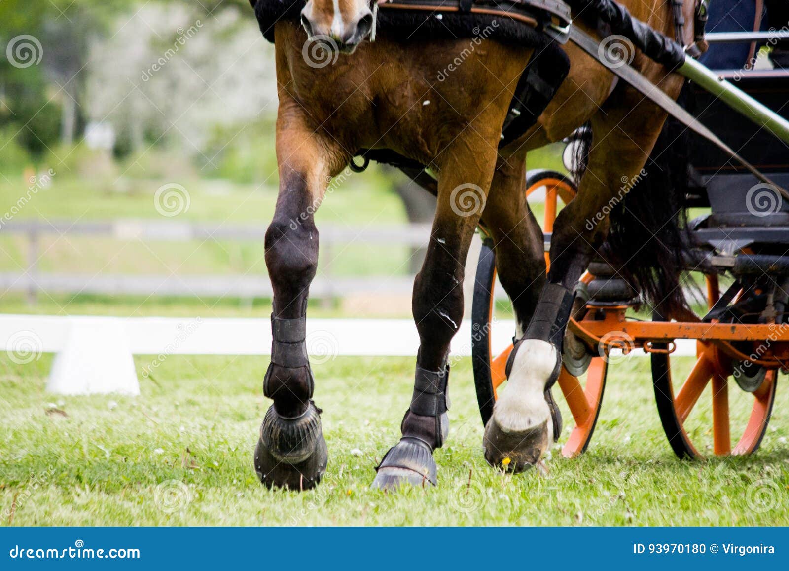 Close Up of Horse Pulling Carriage in the Field Stock Photo Image of