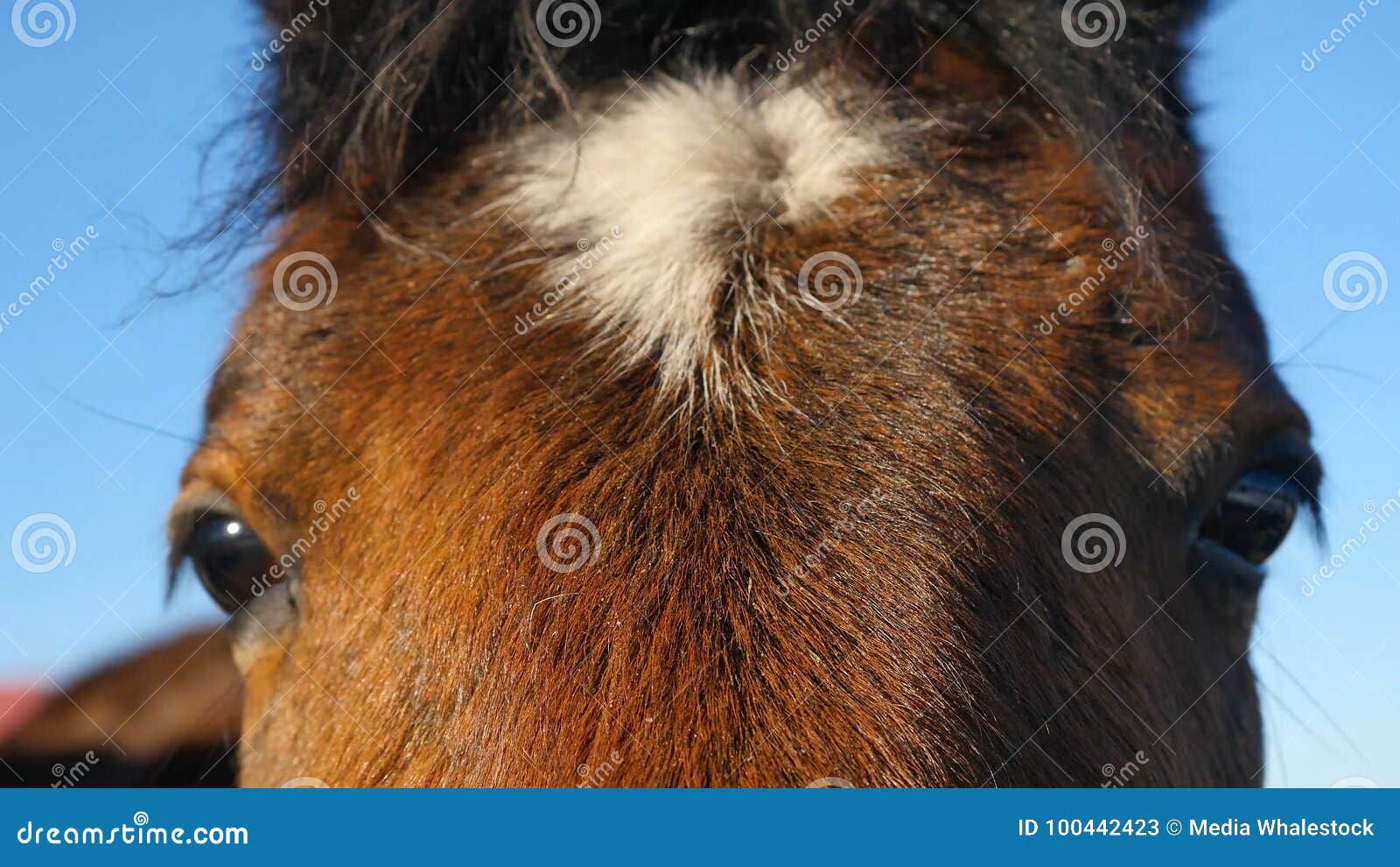 Close Up Horse's Coat Stock Photos - Free & Royalty-Free Stock Photos from  Dreamstime