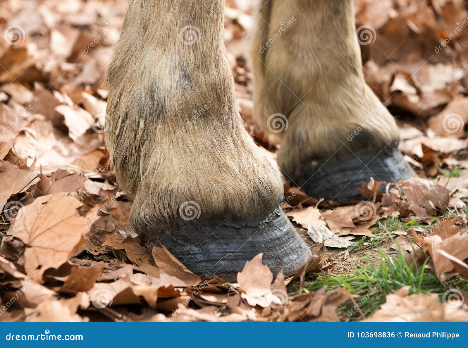 Close Up of a Horse`s Hooves Stock Photo Image of hoof, hooves 103698836