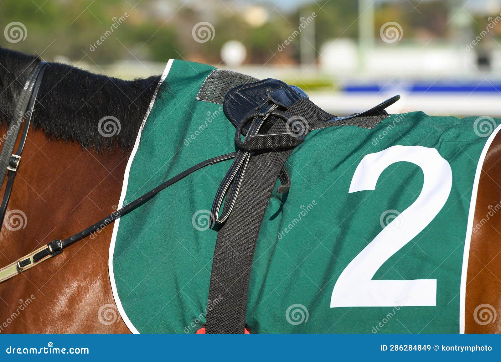 Closeup of a Horseback Under a Racing Saddle Stock Image Image of
