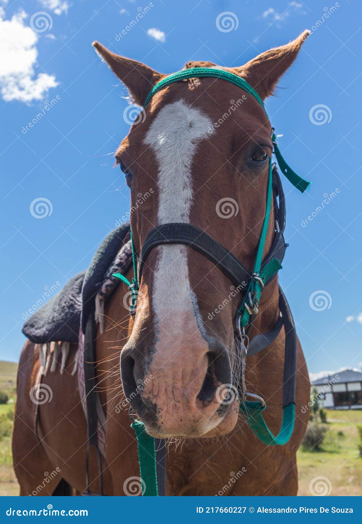 Closeup of a horses face. stock image. Image of equine 217660227