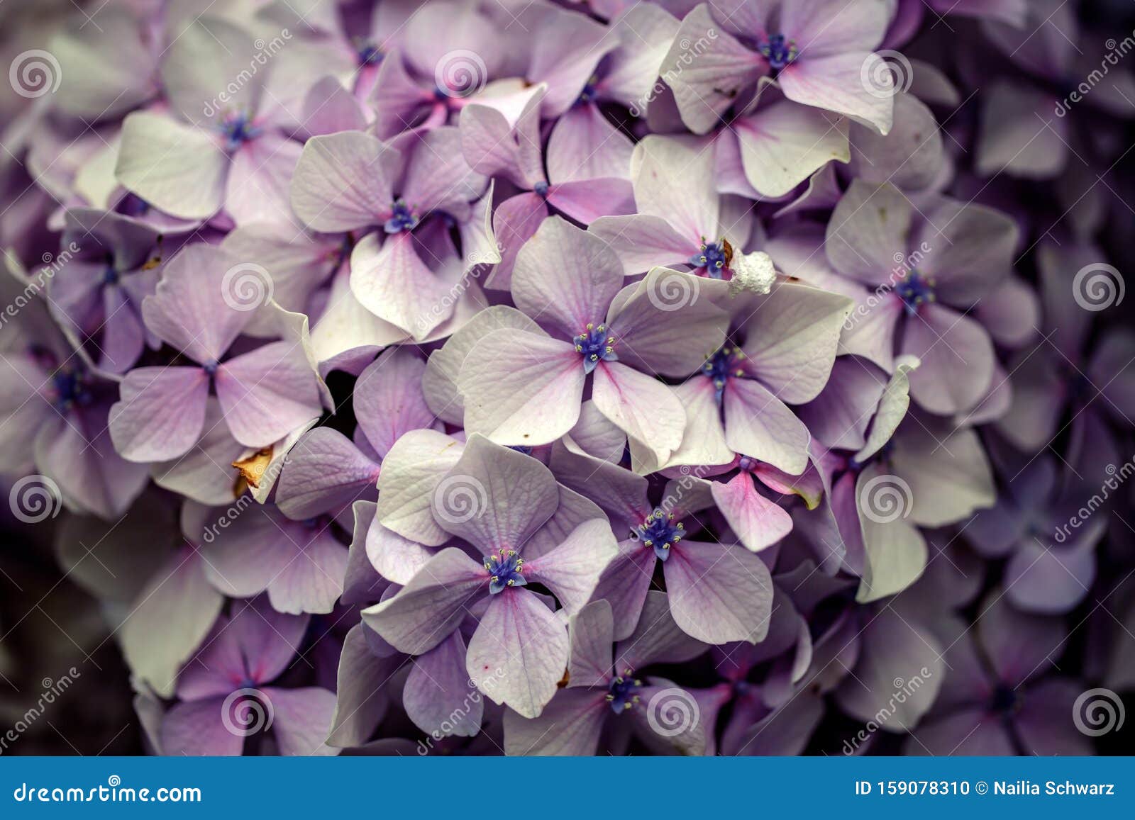 Hortensia Flowers stock photo. Image of summer, gardening - 159078310