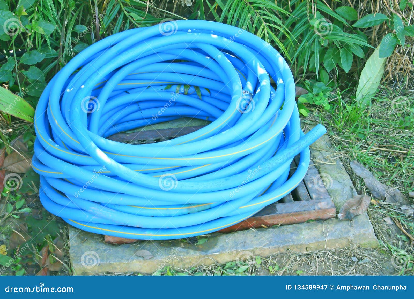 Hose Watering the Plants at Garden Stock Image Image of outdoor, hose