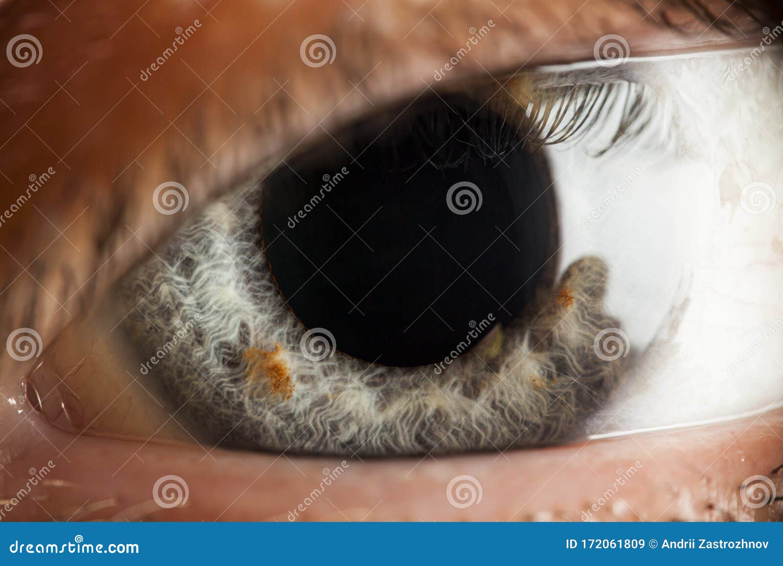 Closeup of the Human Eye. Gray Iris in Macro Stock Image Image of