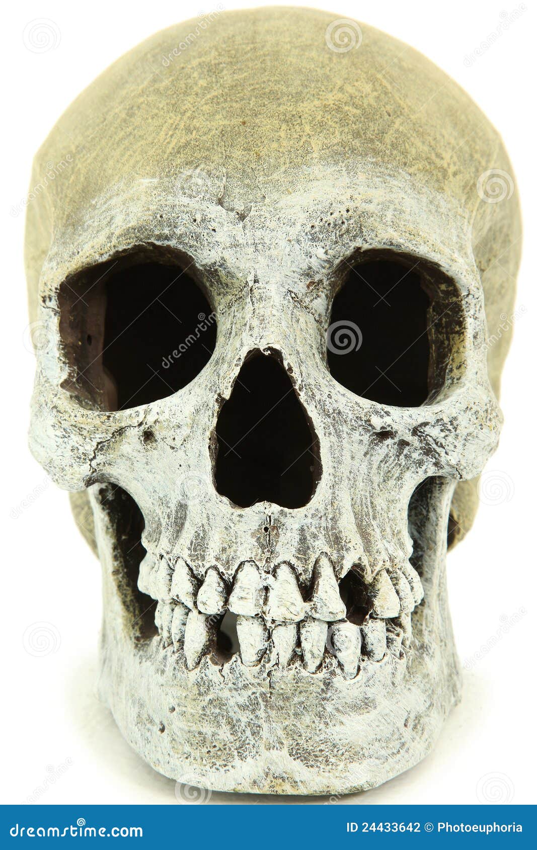 Close Up Of Human Skull Stock Photography - Image: 24433642