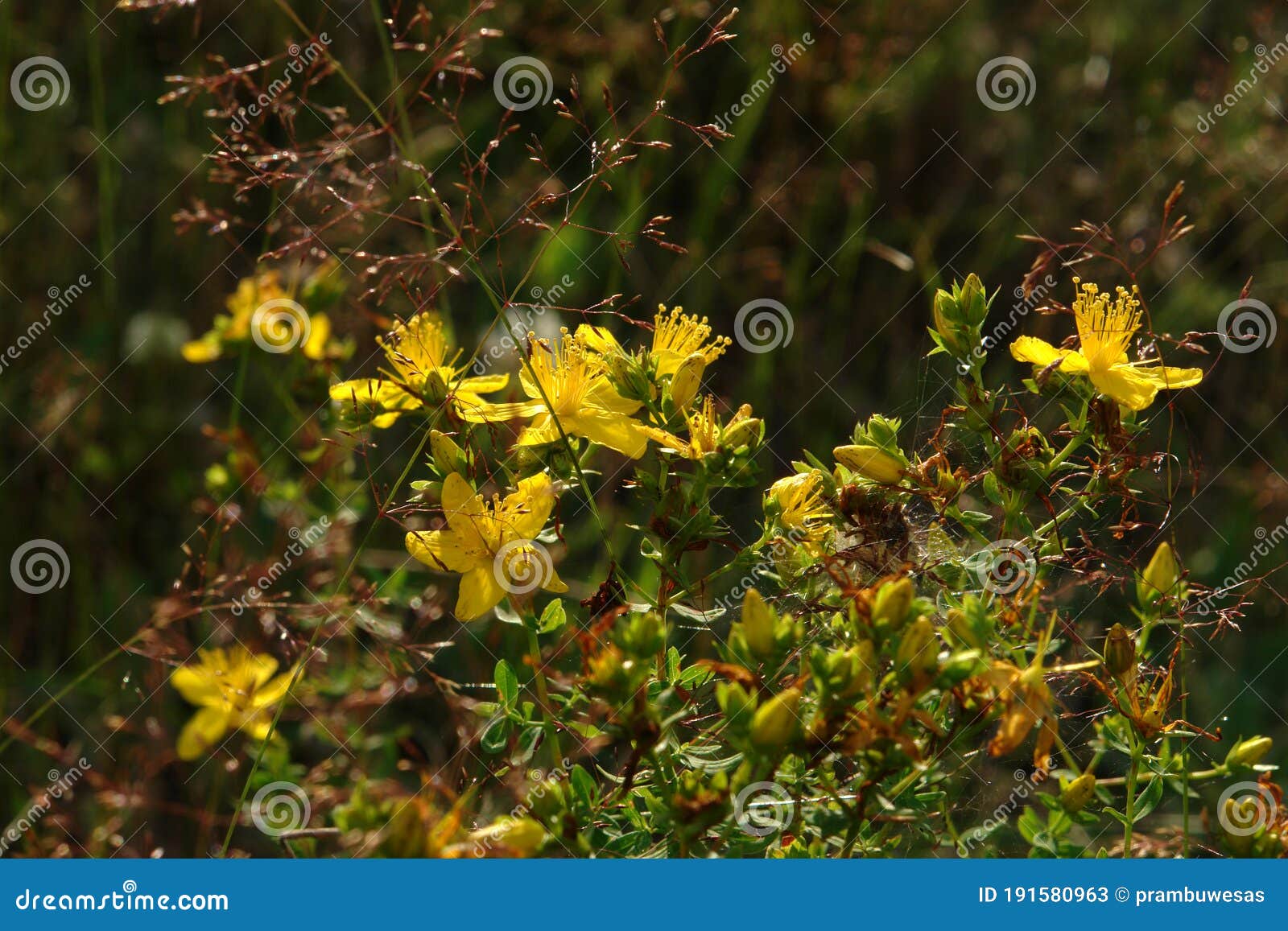a close up of hypericum perforatum flowers (perforate st john`s-wort or common saint john`s wort) in the field