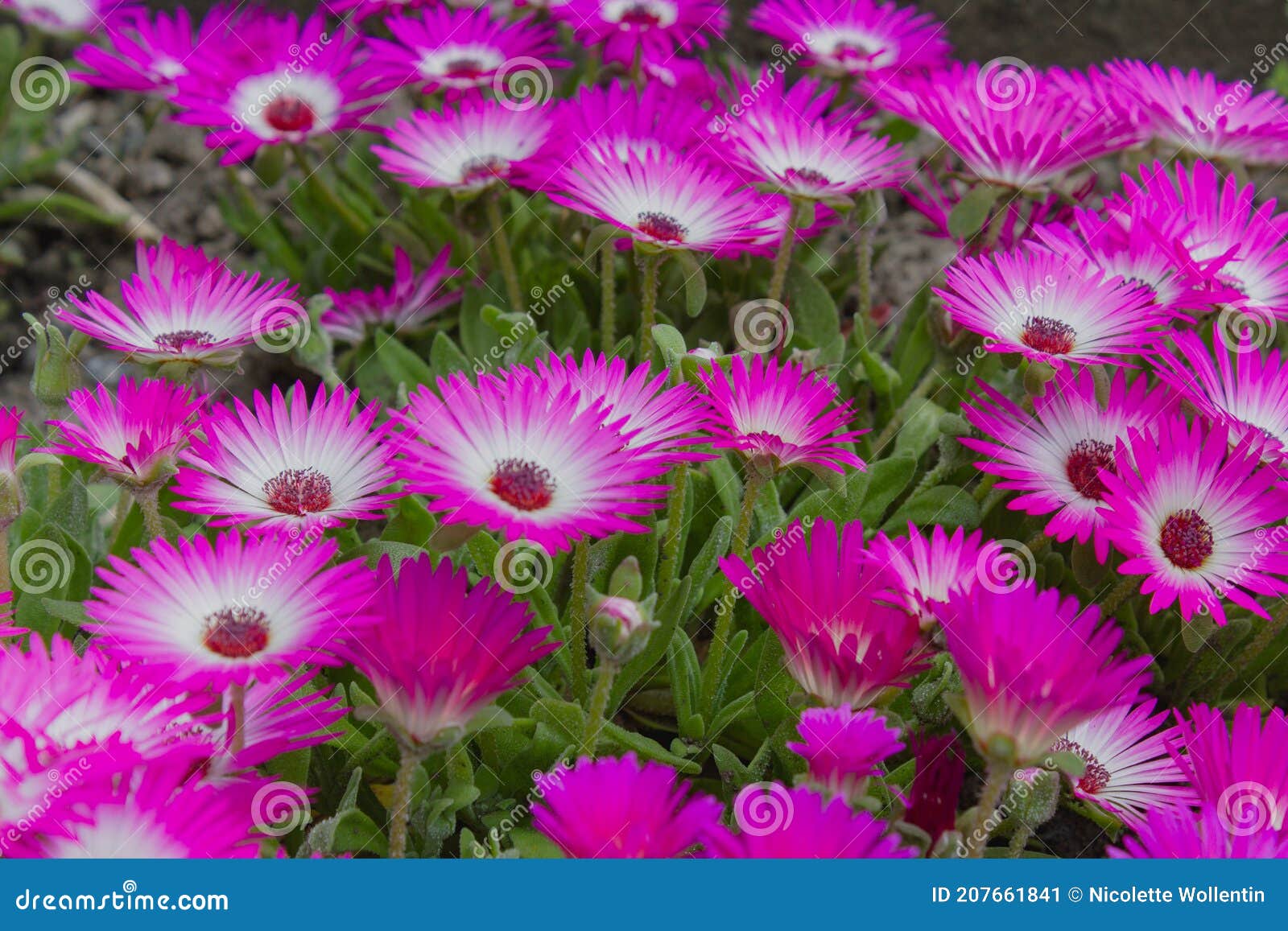 Closeup of Ice Plants in a Garden Stock Image Image of beauty, color