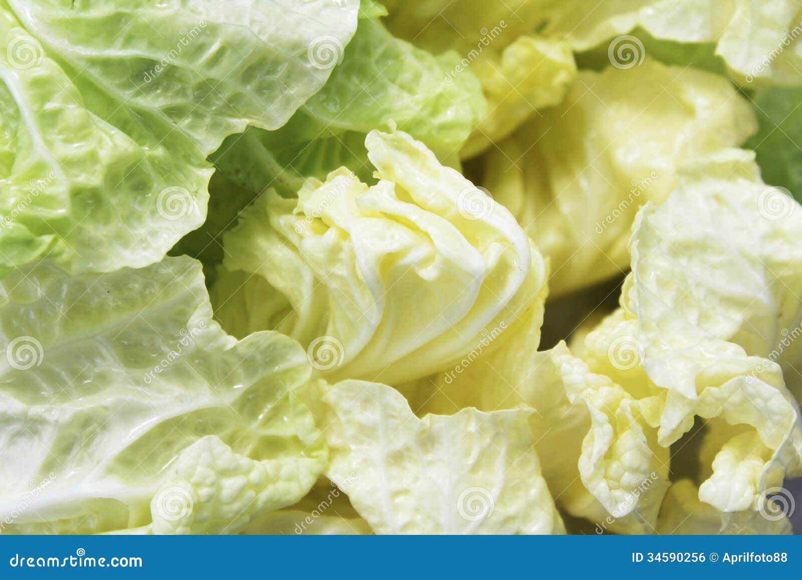 Closeup of Iceberg Lettuce Stock Photo Image of freshness, closeup