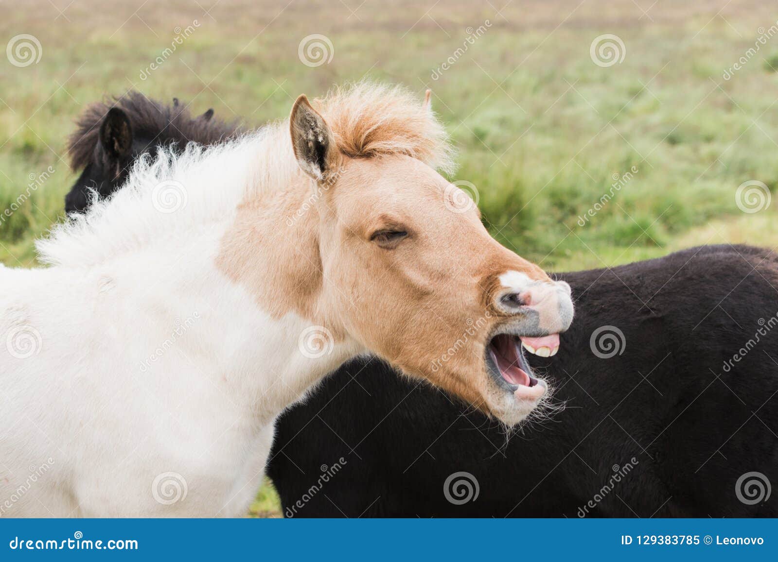 close-up of icelandic horses on the open field with mouth open as if laughing out loud or screaming