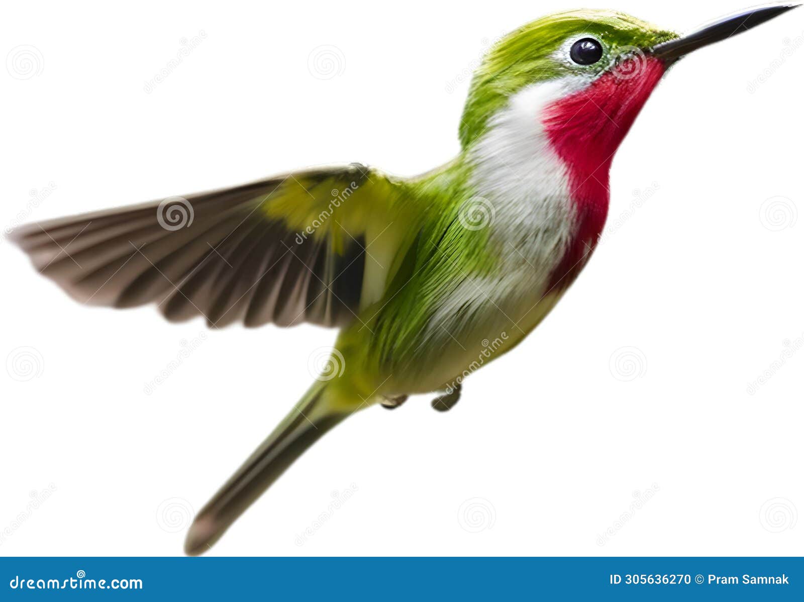 close-up image of a cuban tody bird. ai-generated.