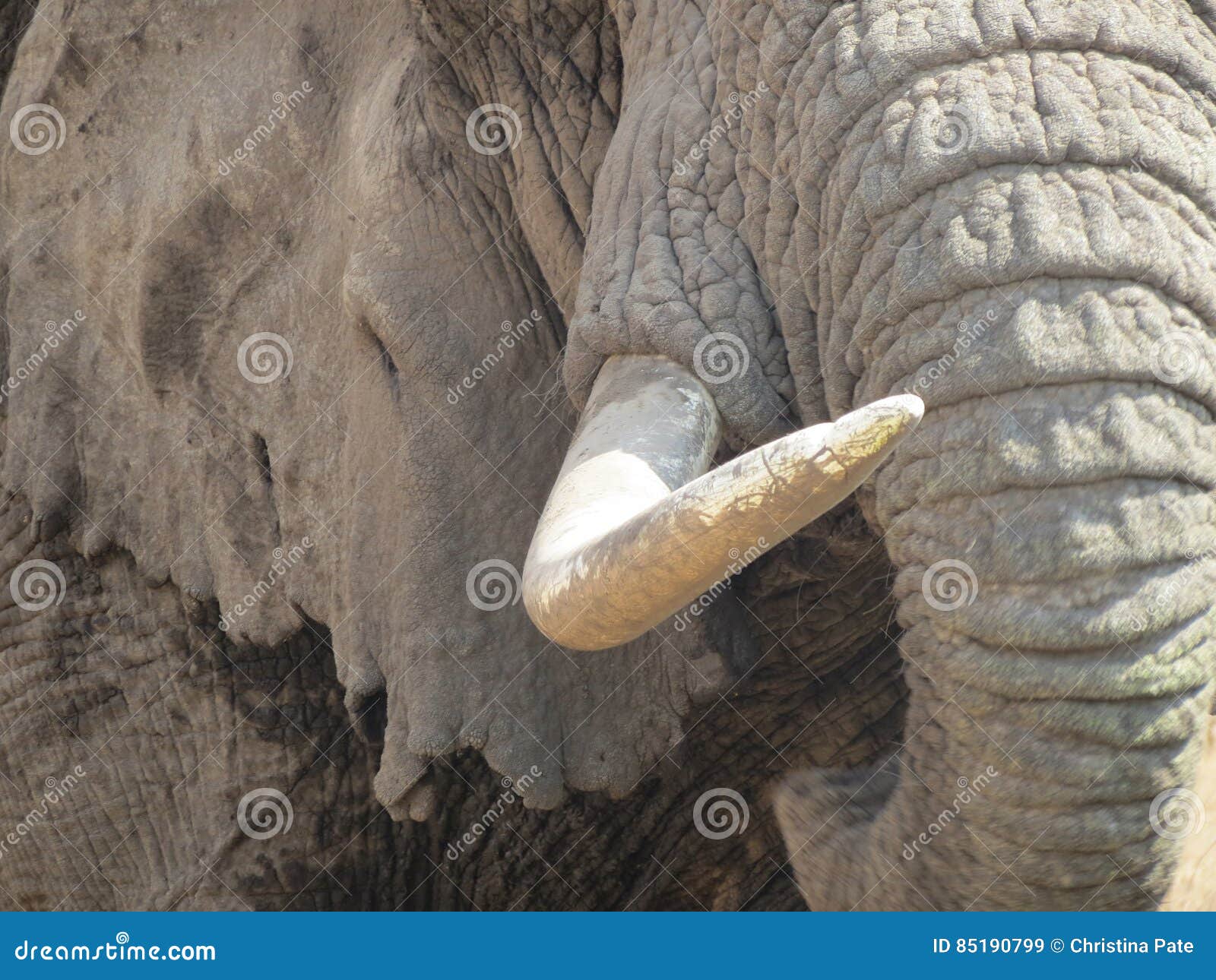 Closeup Image of Elephant Tusk and Skin Stock Image Image of