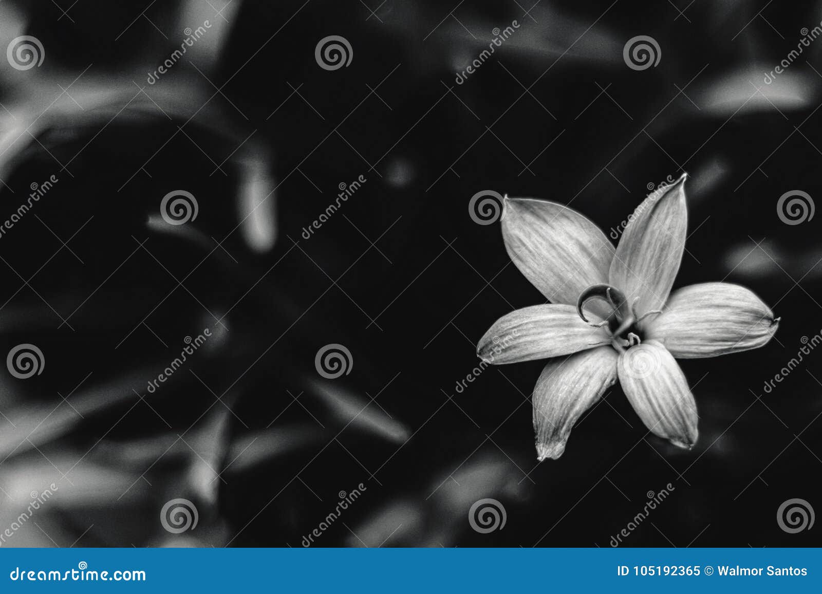 Melancholic flower stock image. Image of petals, flower 105192365