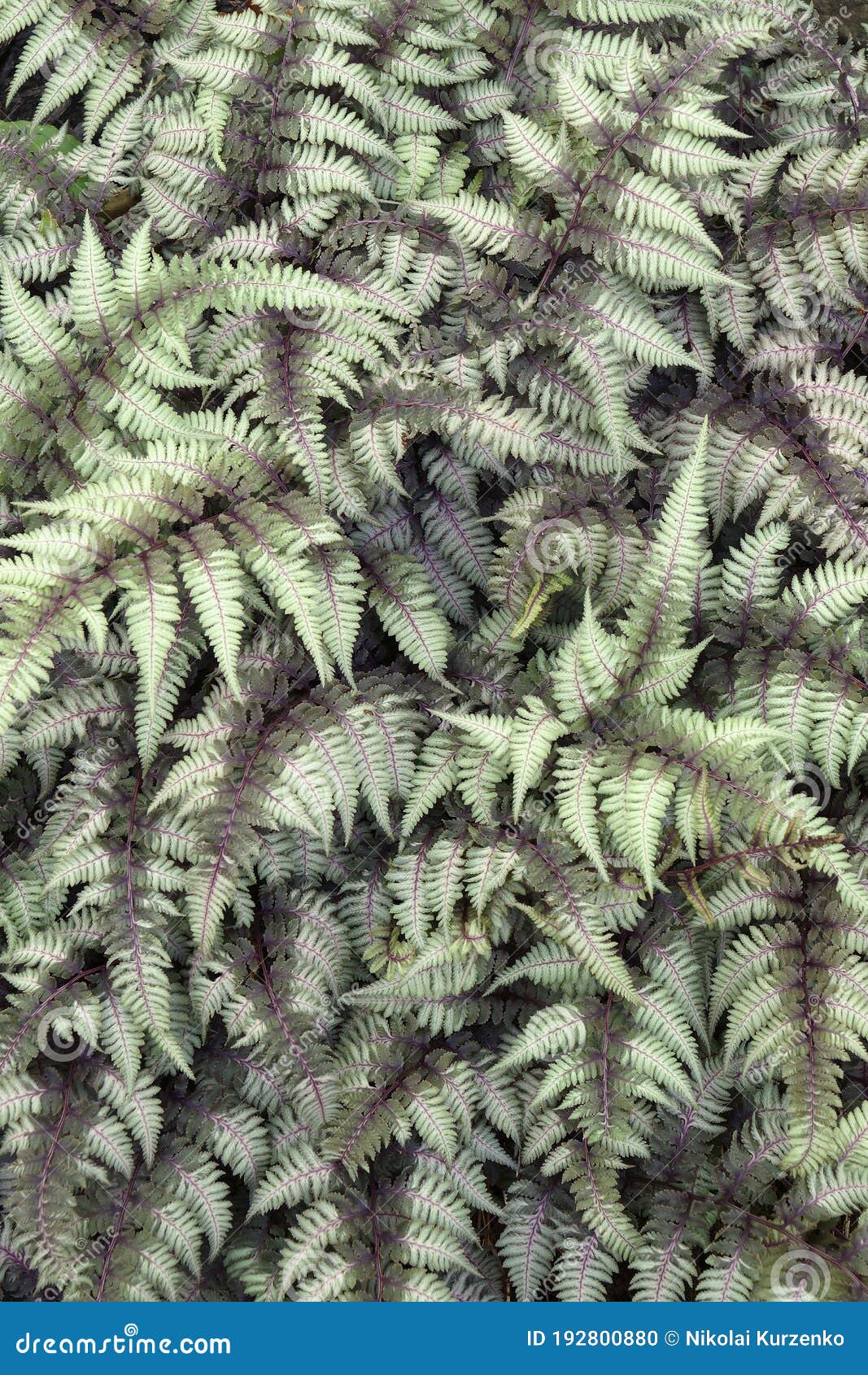 close-up image of ghost fern