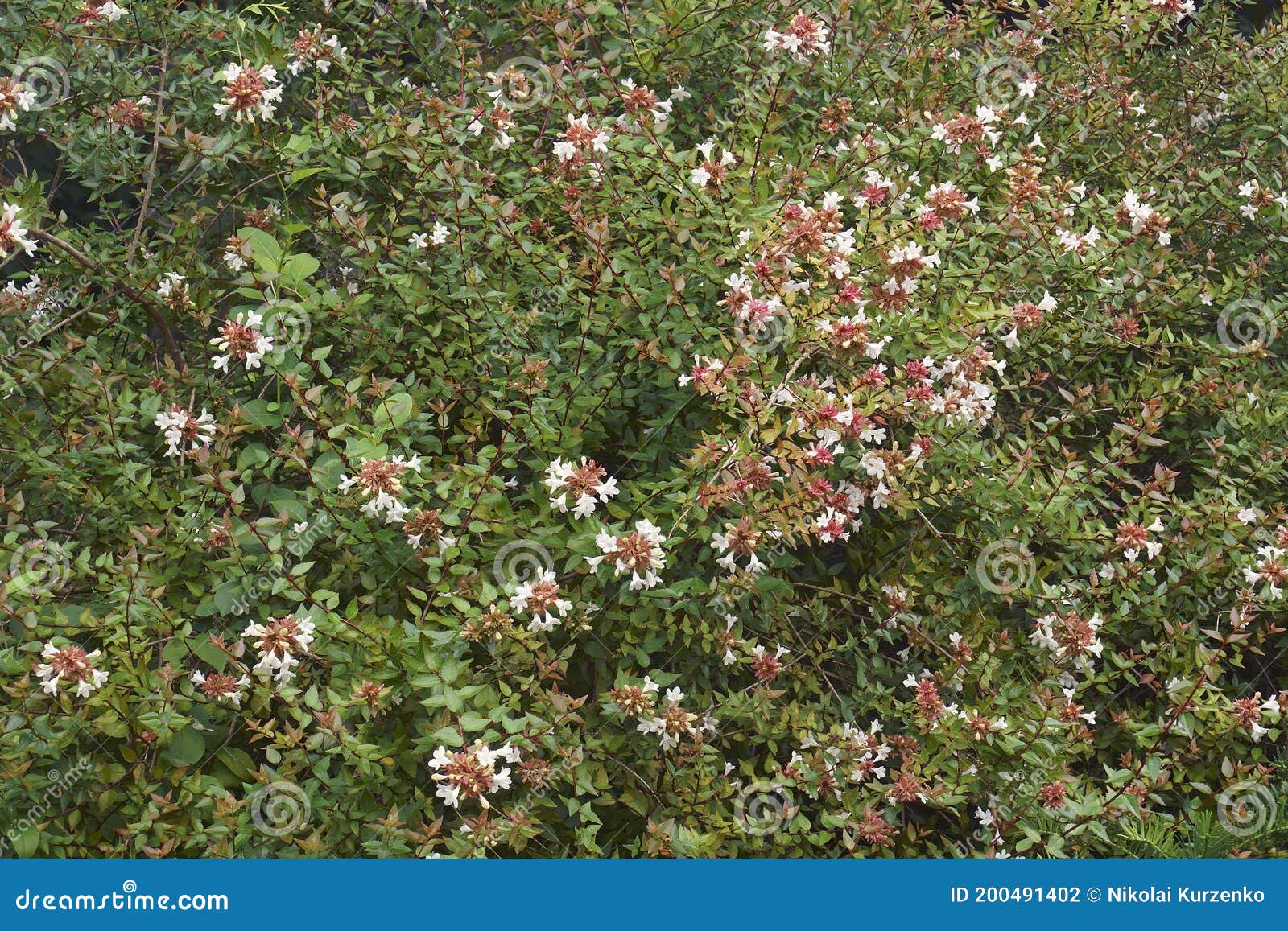 close-up image of glossy abelia flowers and foliage