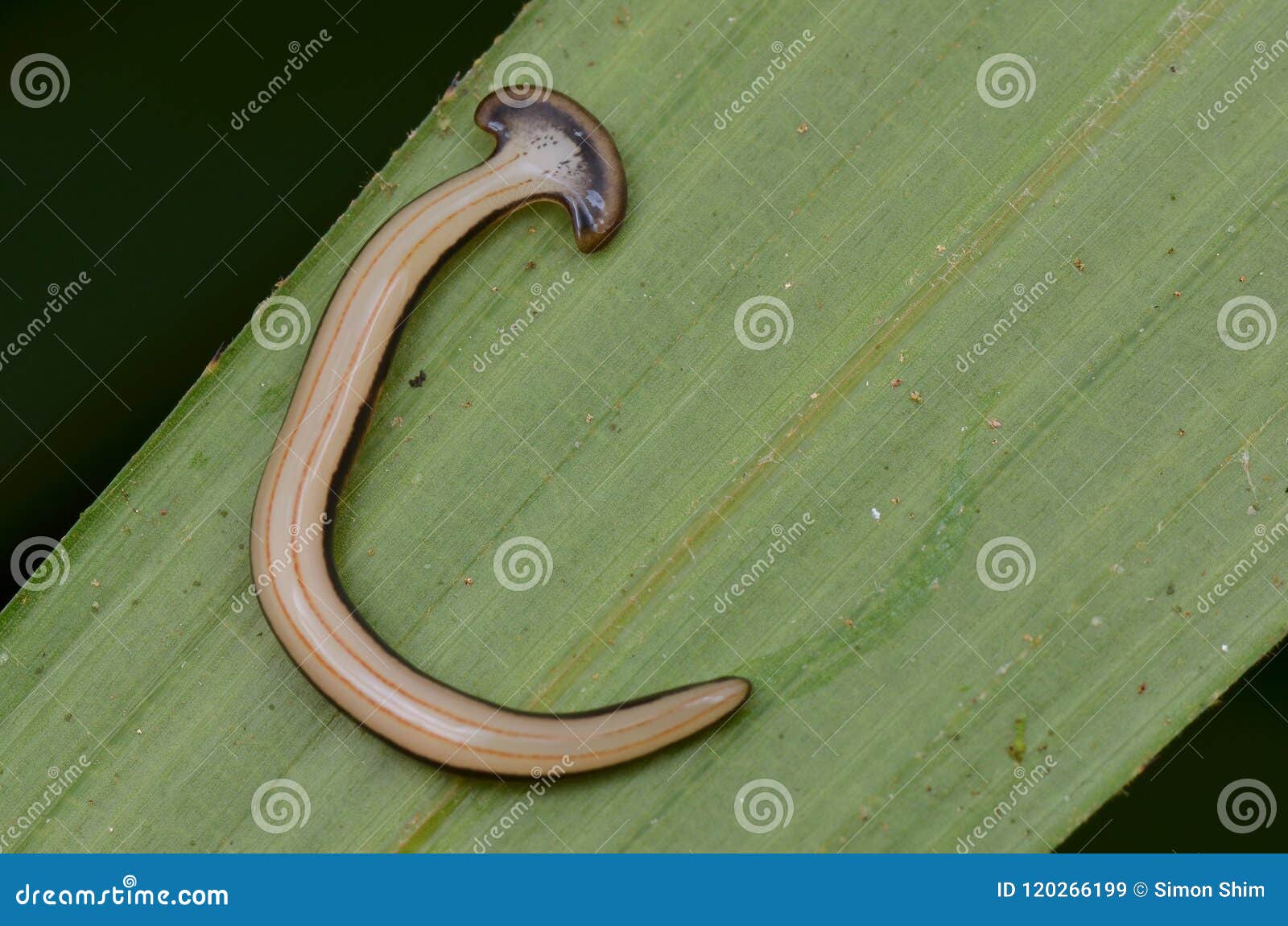 Hammerhead Worm from Borneo Stock Image Image of creepy, wild 120266199