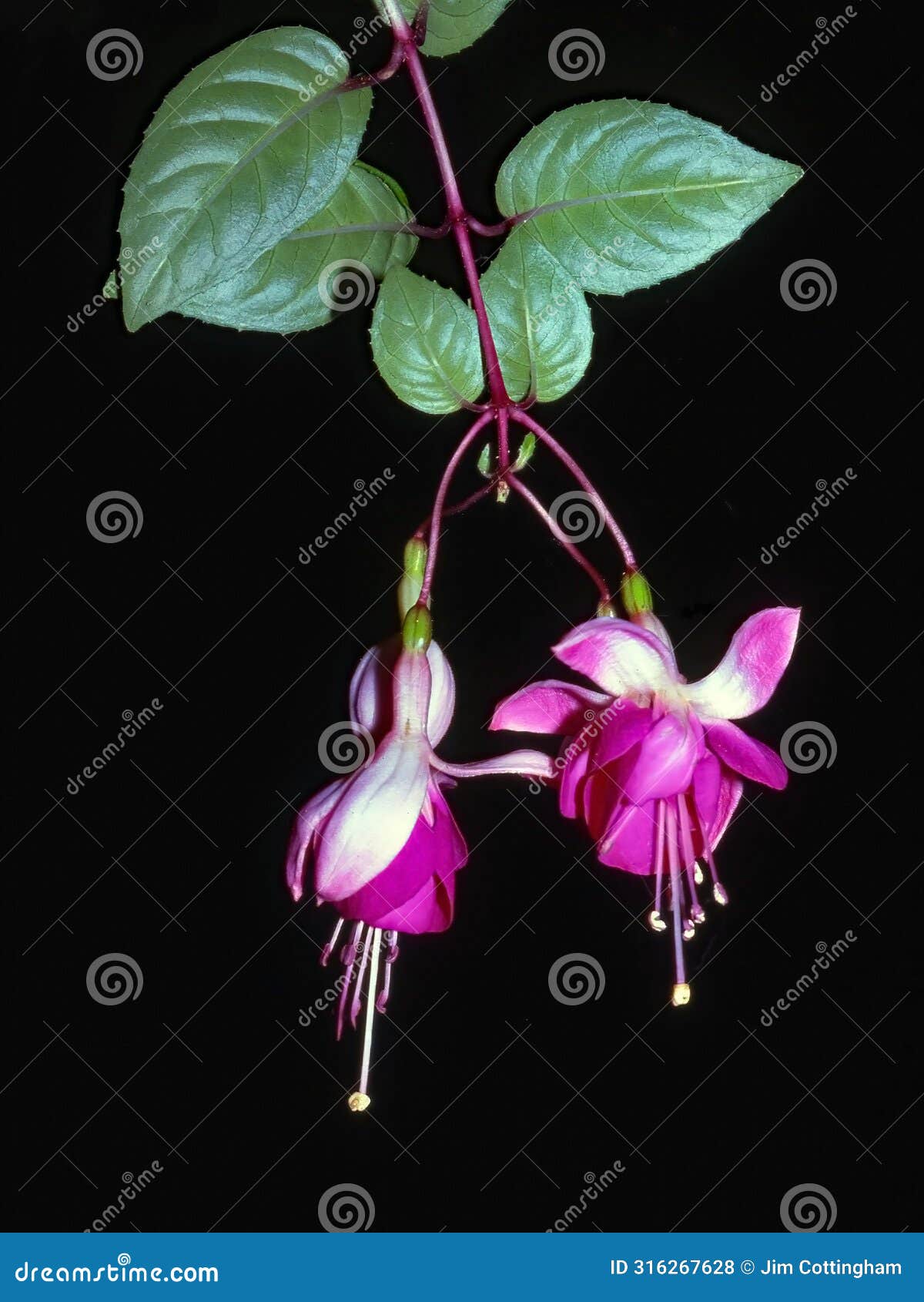 hanging fuchsia blooms - against black background