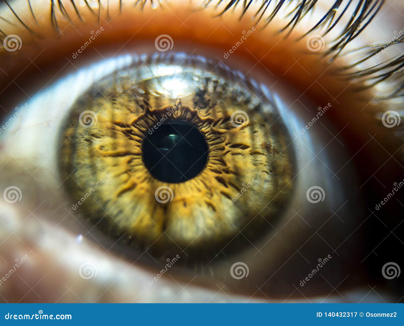 Close-up Image of Hazel Colored Pupil. Macro Eye Veins and Eyelashes ...