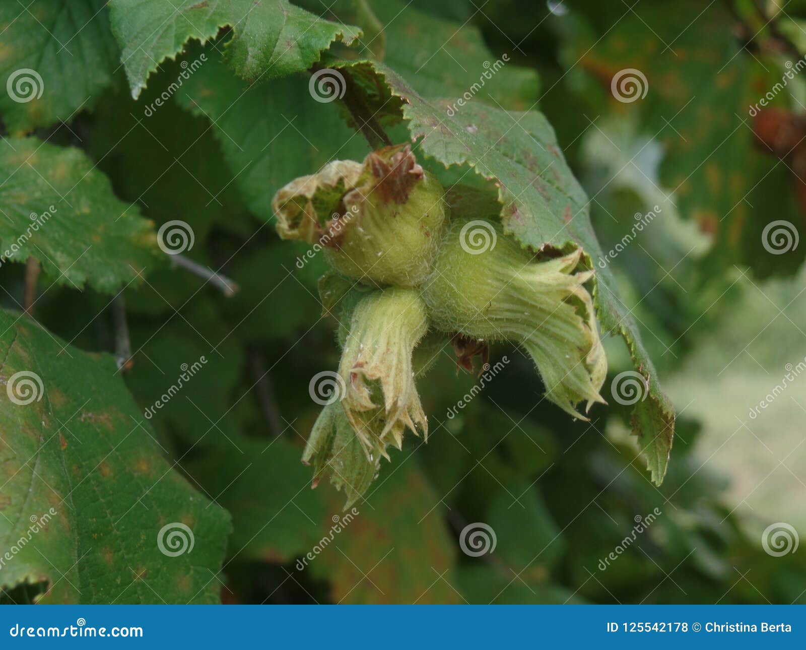 Hazelnuts Growing on a Tree Stock Photo Image of italy, august 125542178