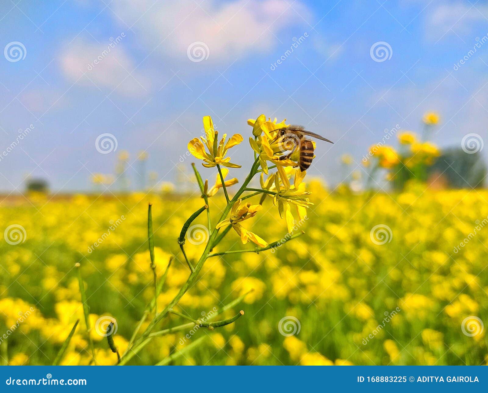 A Close Up Image of Mustard Flower and Honey Bee Stock Image Image of