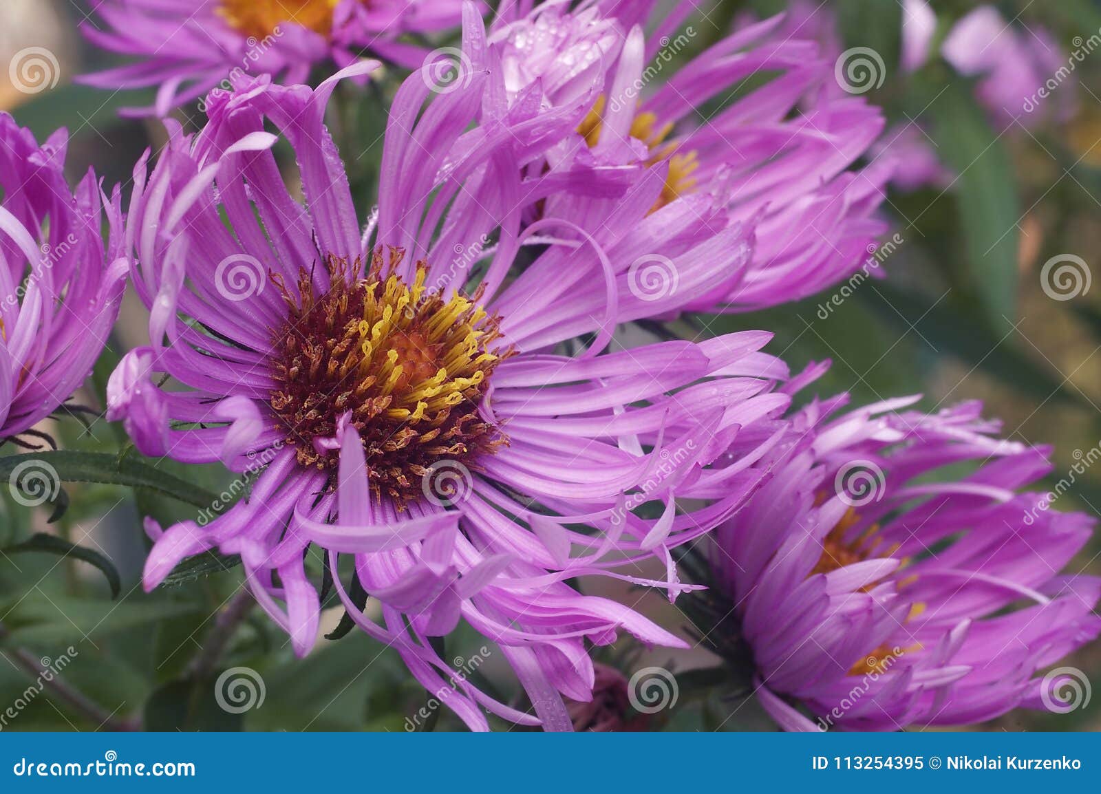 close up image of new england aster flowers.