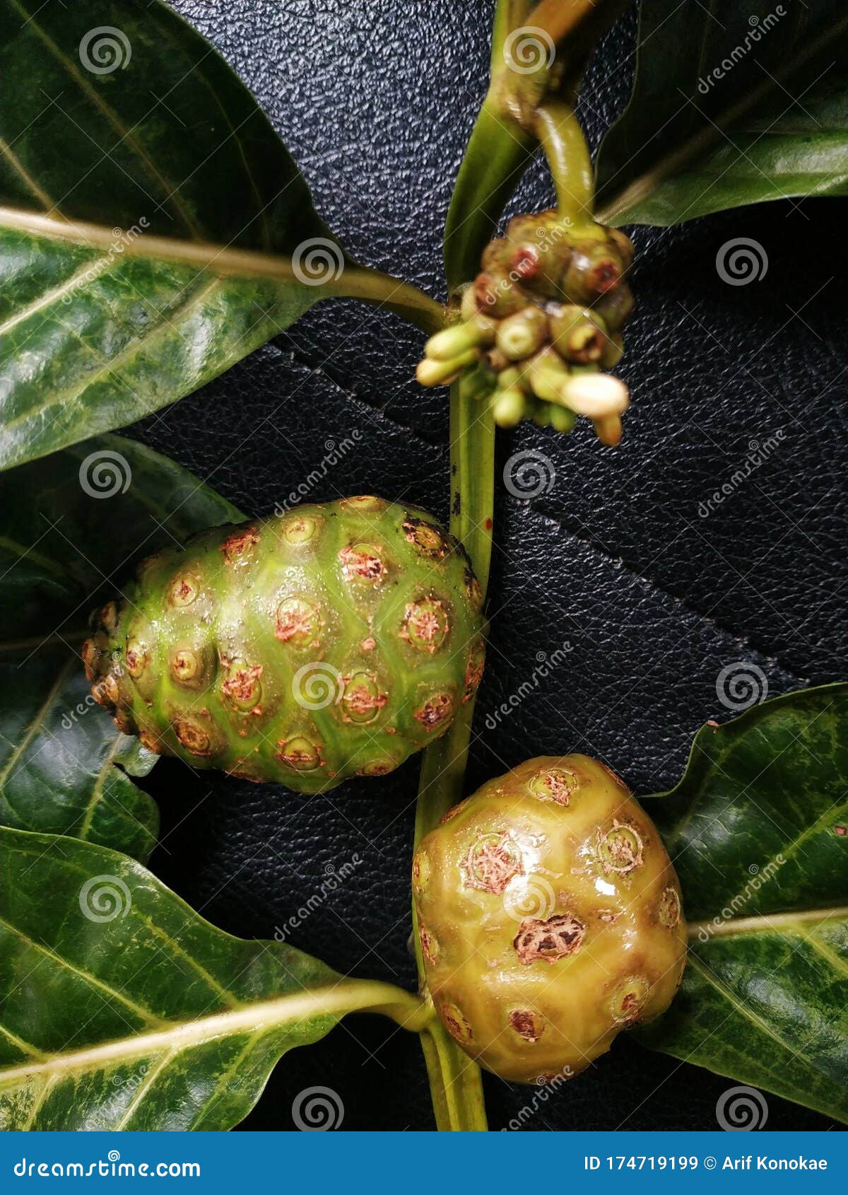 Noni Fruit, Herb Plant, on Black Leather Board Stock Image Image of