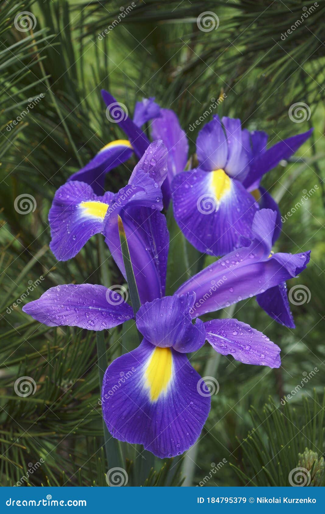 Close Up Image Og Dutch Iris Flowers Stock Image Image of close