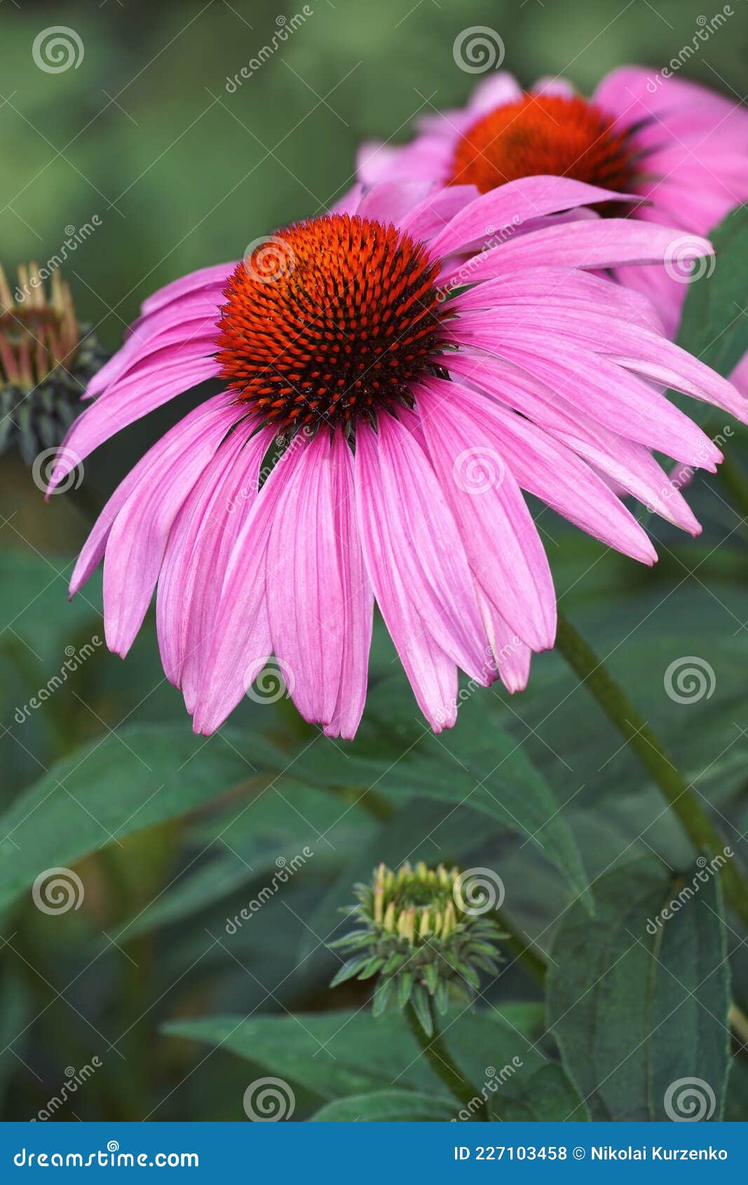 Closeup Image of Purple Coneflowers Stock Photo Image of biology