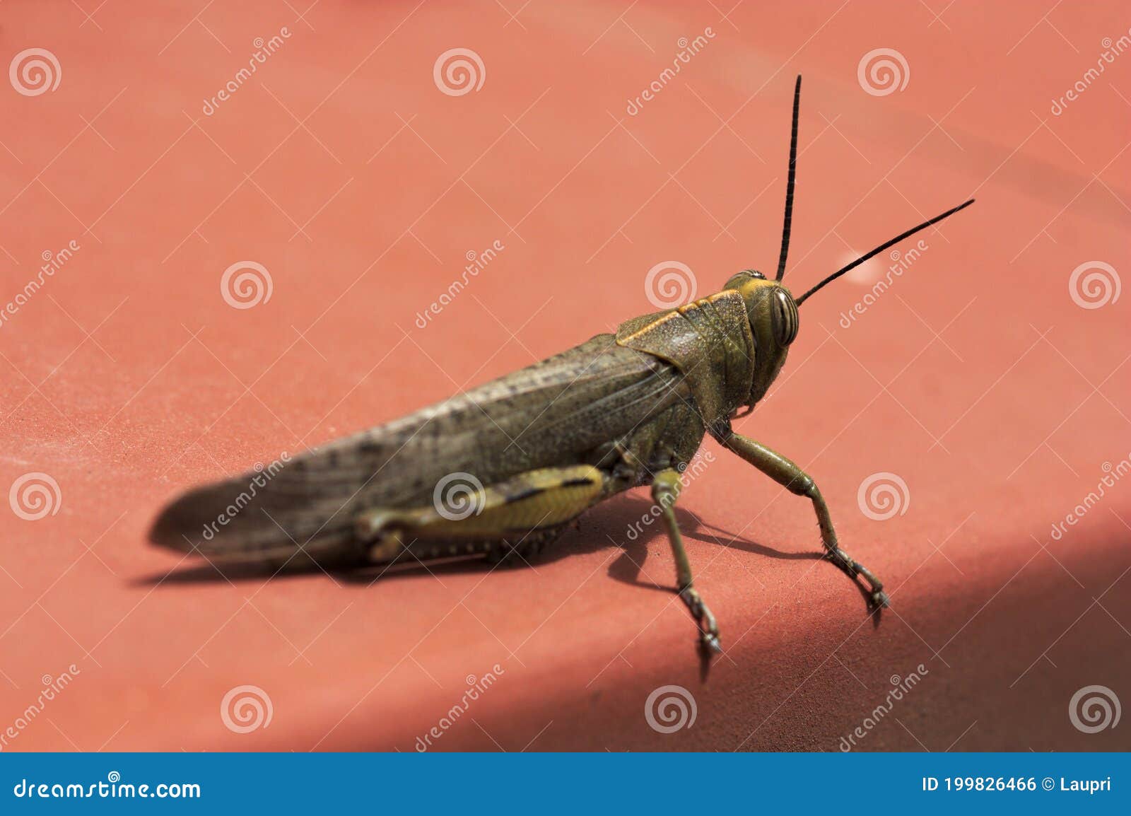 Side View Of A Grasshopper Caelifera On A Brown Tile Stock Photo Image Of Leaf Insect 199826466