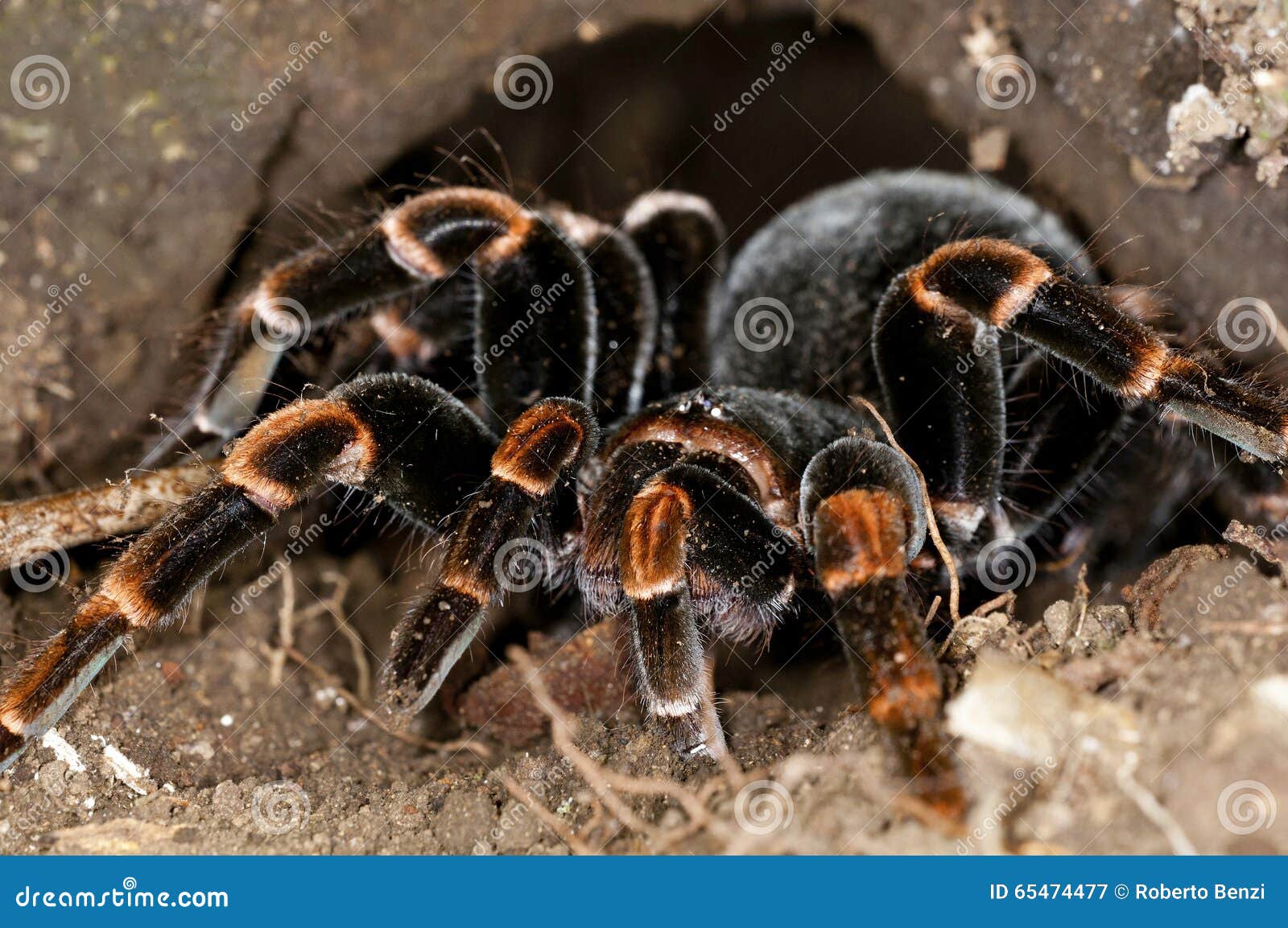 Close-up Image of a Tarantula in the Forests of Costa Rica Stock Image ...