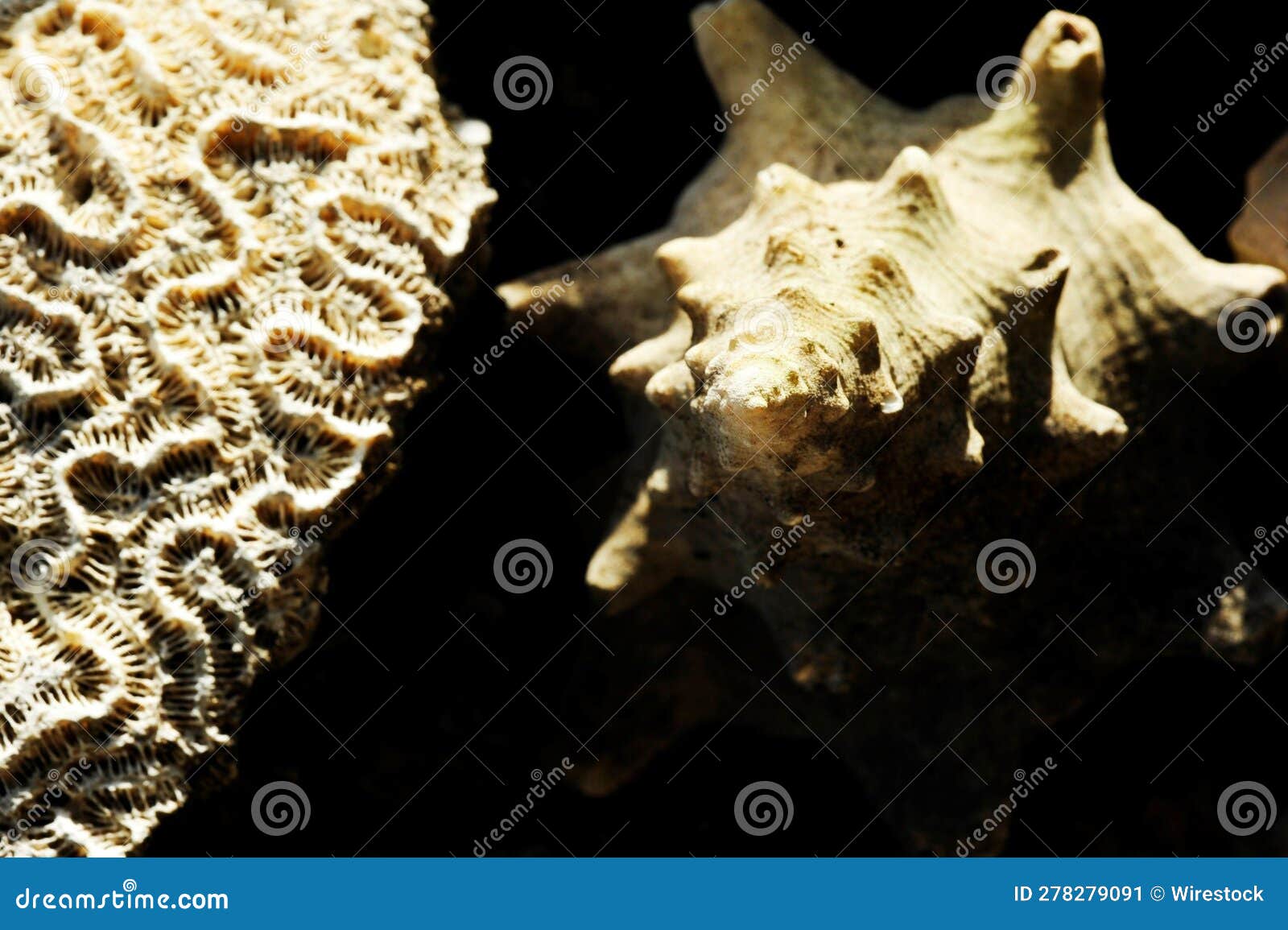 close-up image of two seashells on a sandy beach