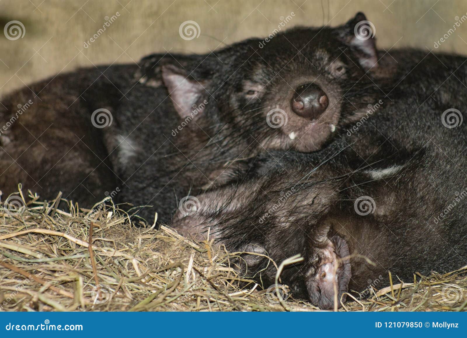 Close Up Image of Two Tasmanian Devils Sleeping Stock Photo - Image of
