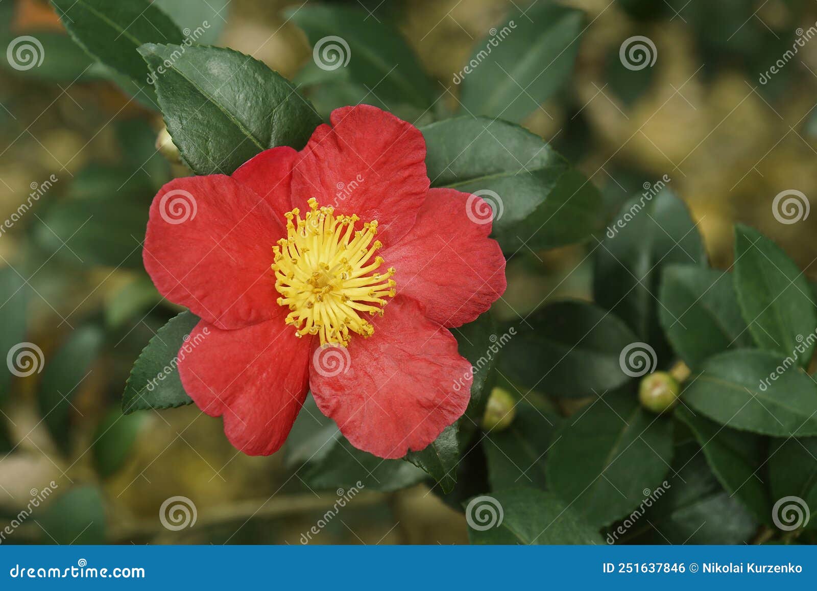 close-up image of yuletide camellia flower