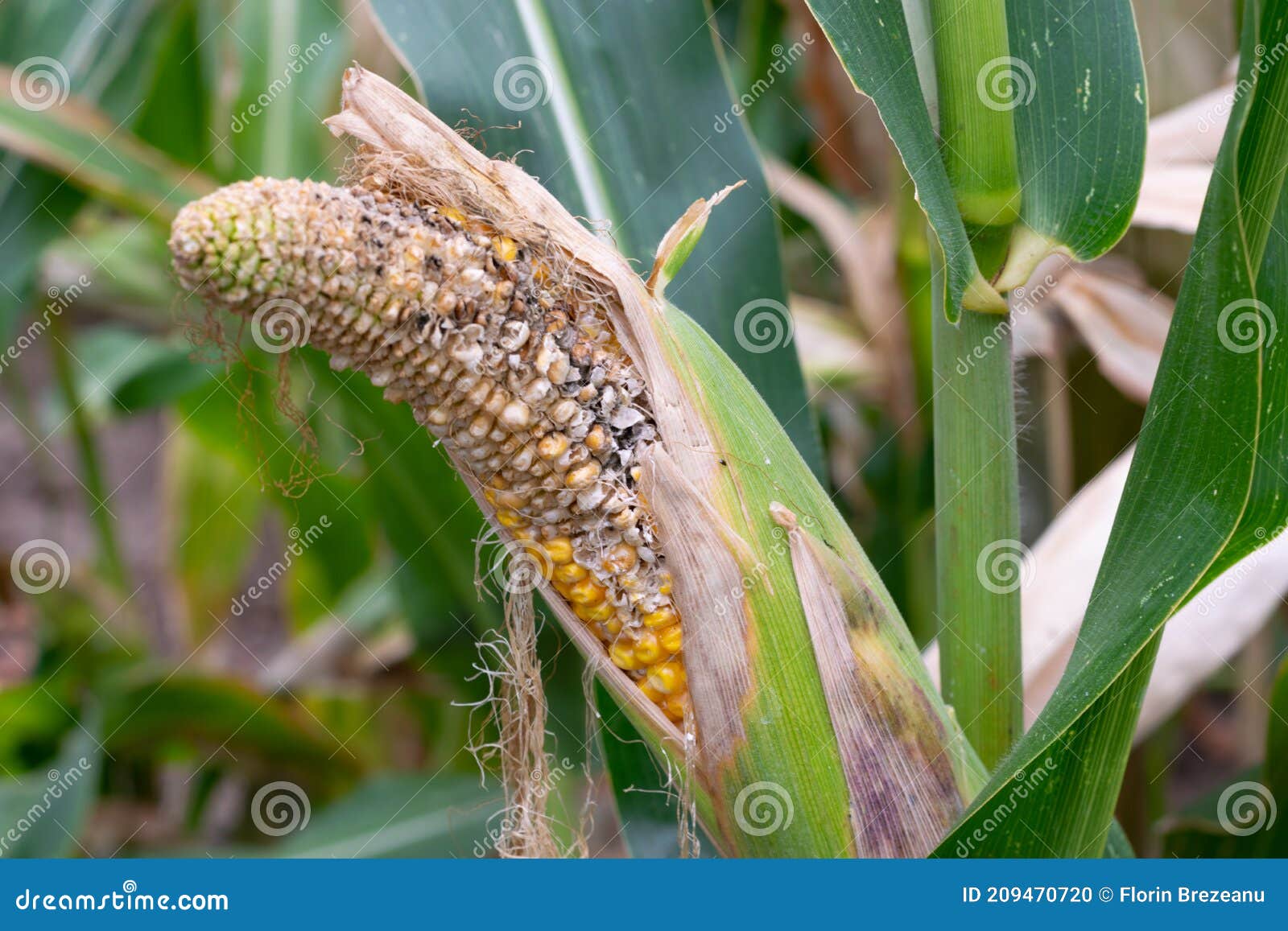 Moldy Corn Cob On The Field, Diseased And Deformed Corn Cob Royalty