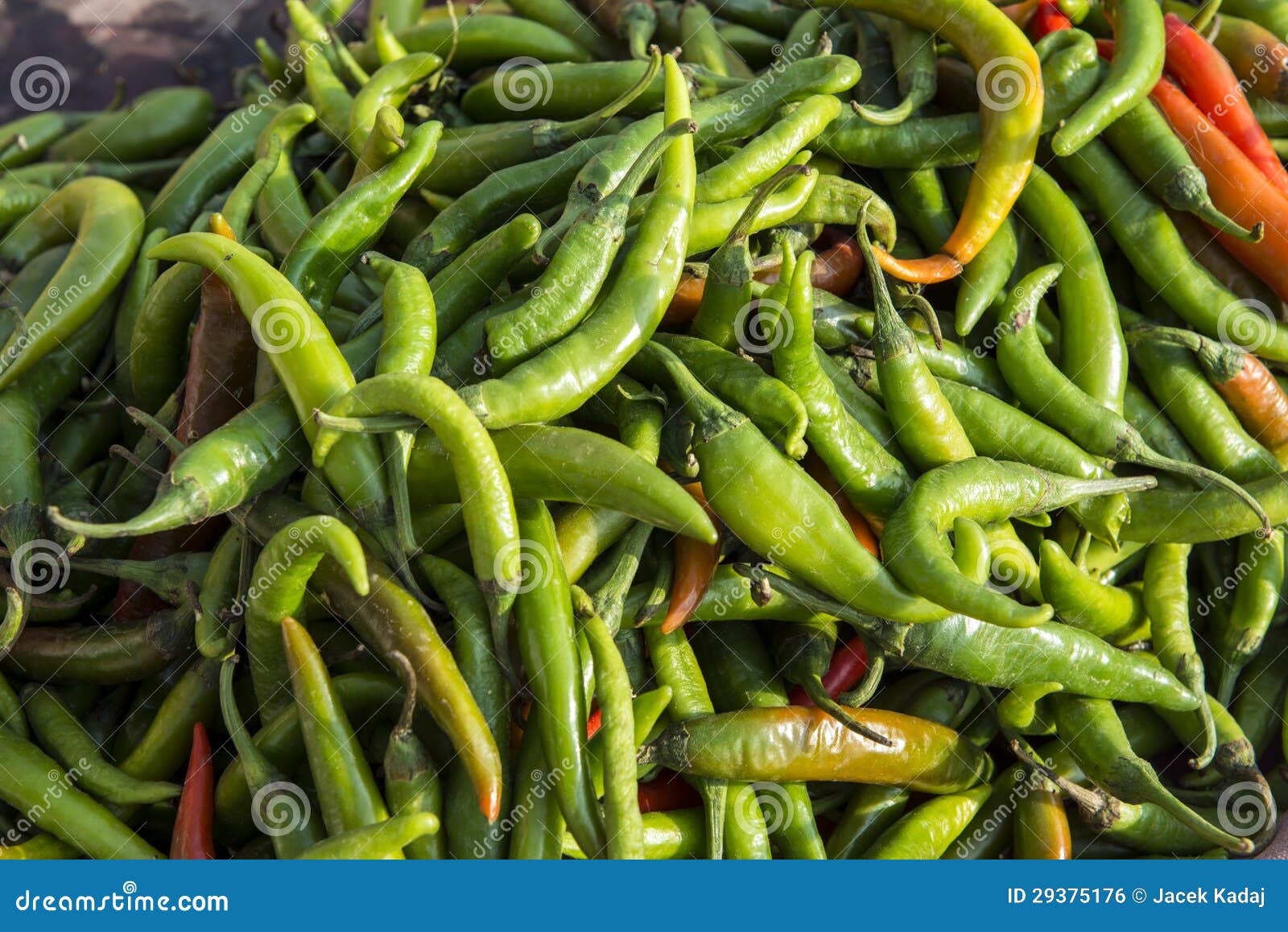 Close Up of Indian Green Chili Pepper Stock Photo Image of natural, agricultural 29375176