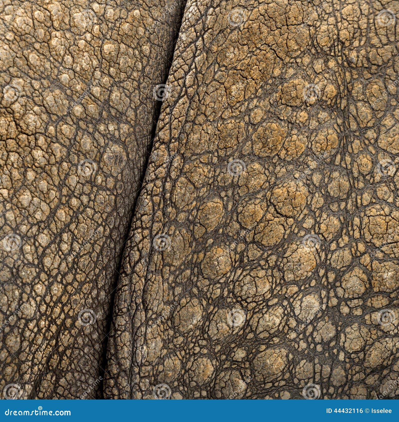 close-up on indian rhinoceros skin