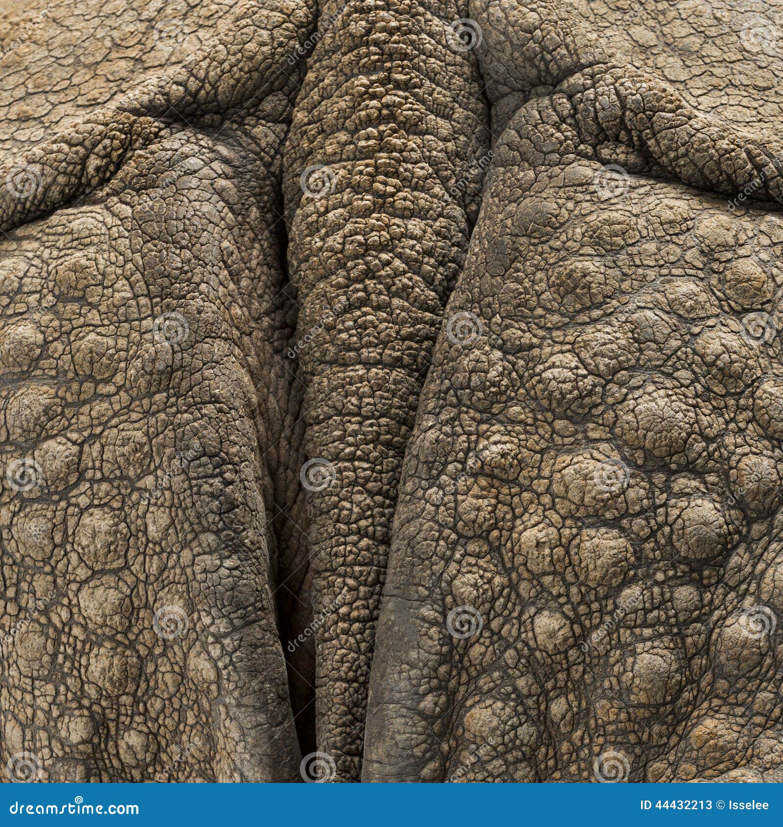 close-up on indian rhinoceros skin