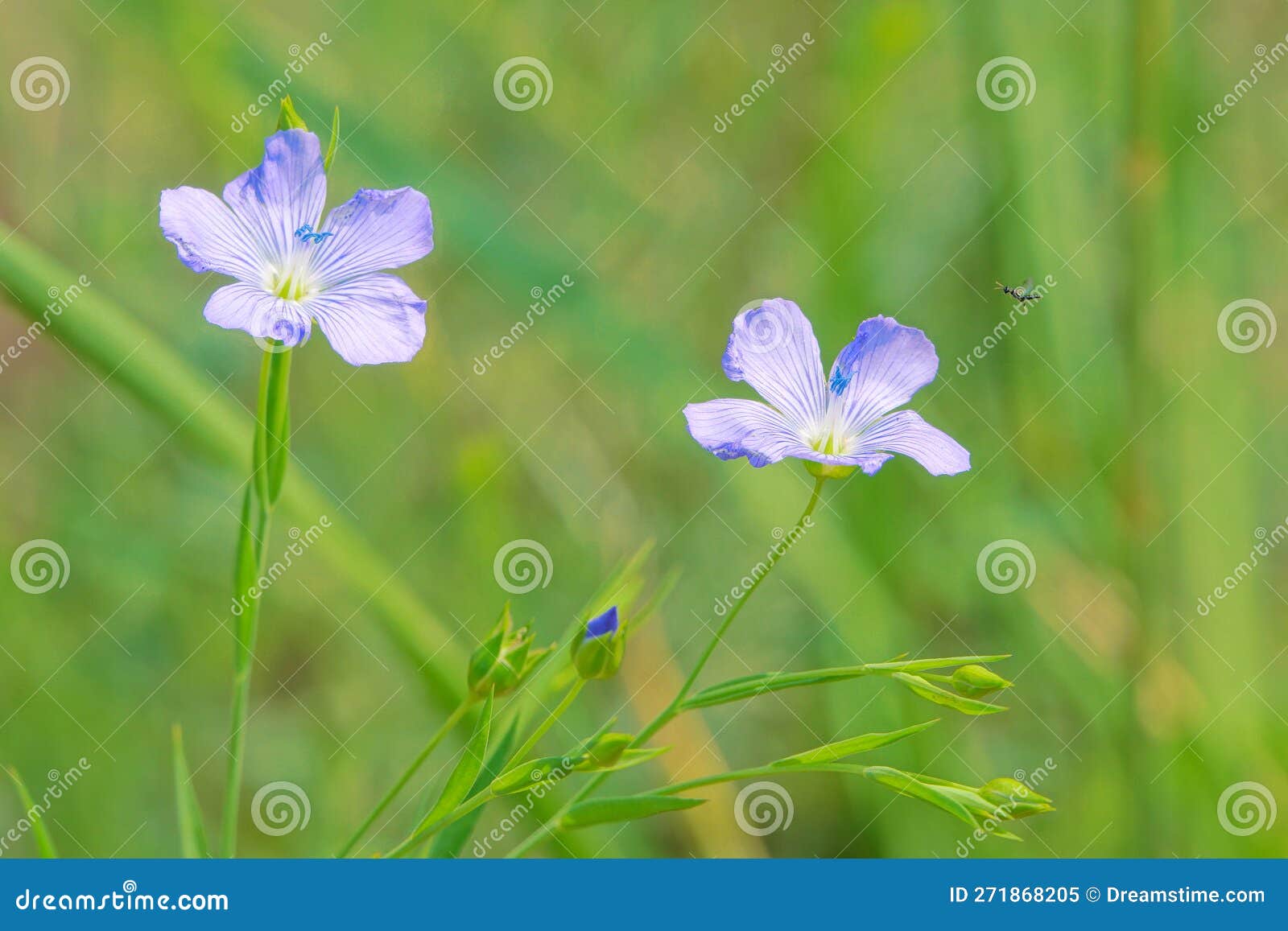 Sesamum indicum stock image. Image of blue, herb, plant - 271868205